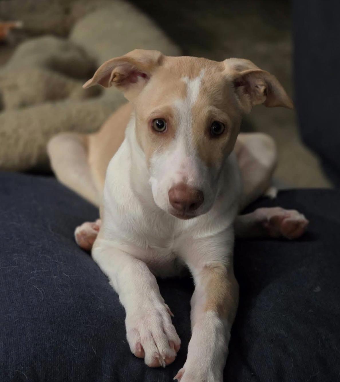 Enlarge Marie, a Adoptable mixed breed in Williamsburg, NM image 5/6