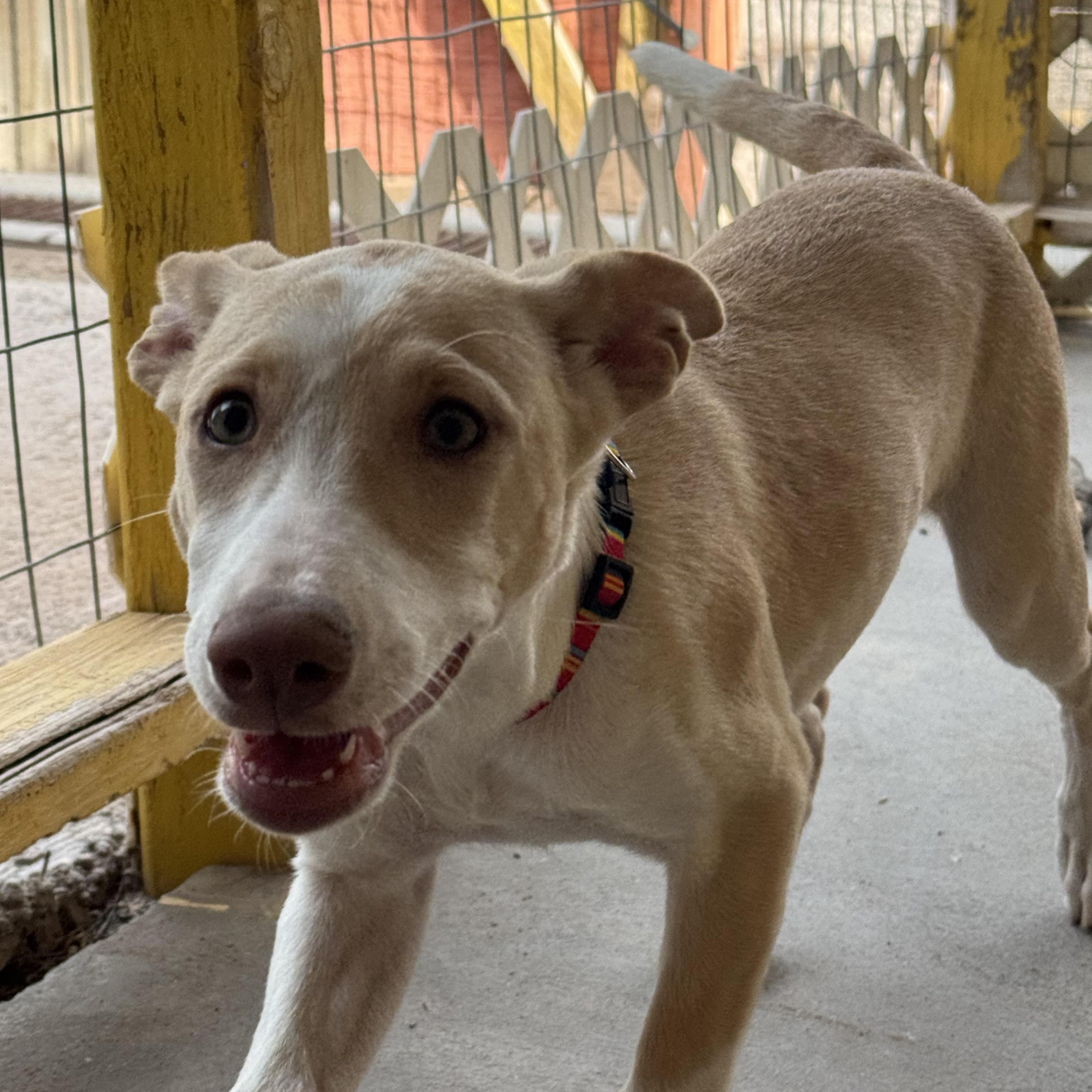 Marie, Adoptable, Puppy Female Labrador Retriever & German Shepherd Dog.