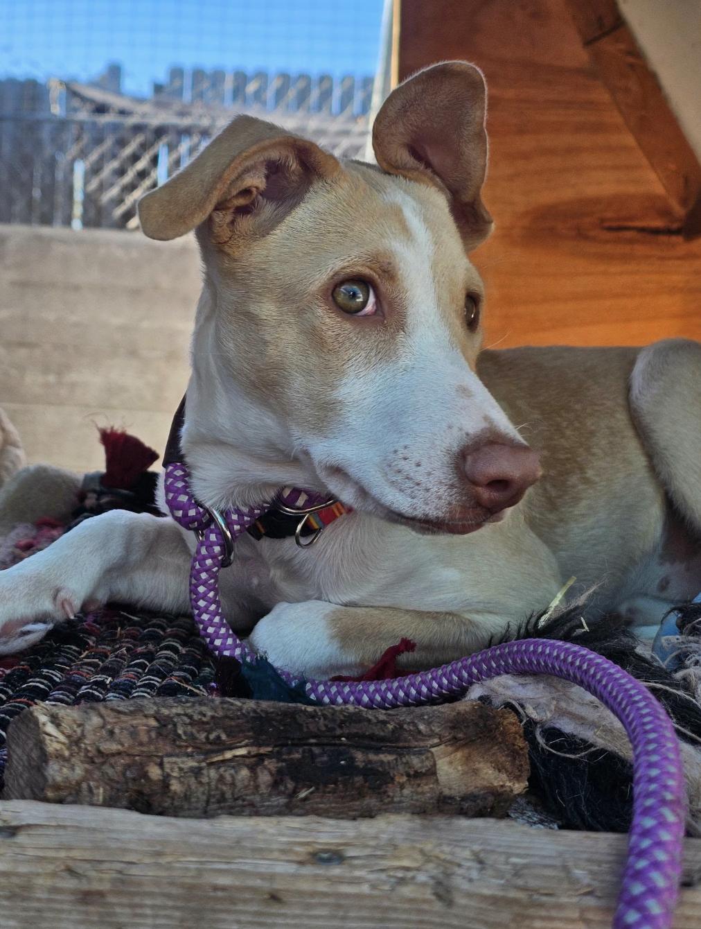 Enlarge Marie, a Adoptable mixed breed in Williamsburg, NM image 3/6