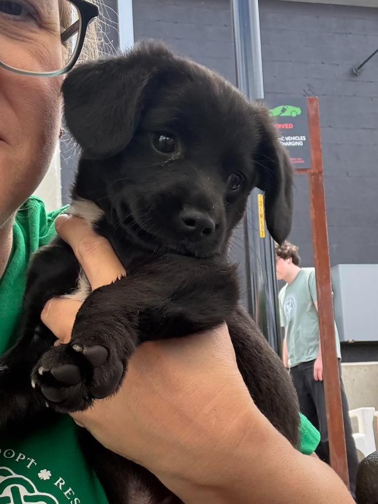 Harry, Adoptable, Puppy Male Labrador Retriever & Hound.