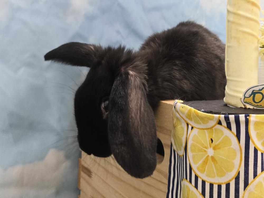 Donatello, Adoptable, Young Male New Zealand & Lop Eared.