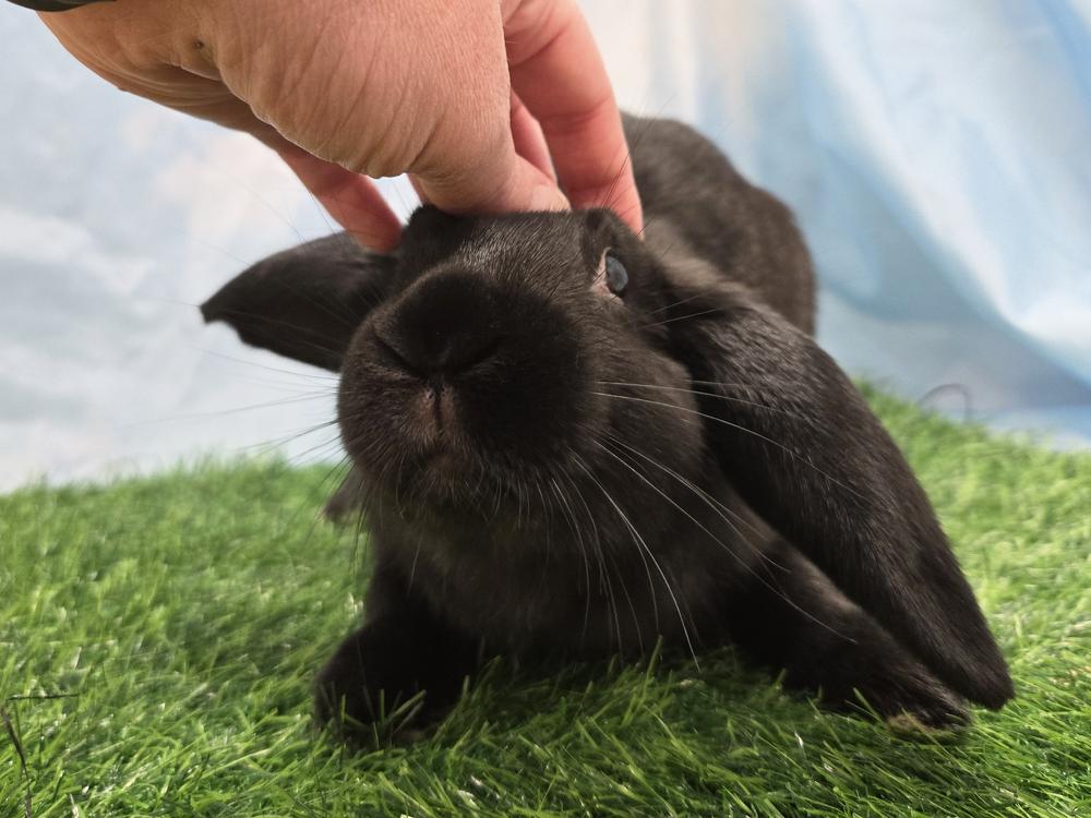 Enlarge Donatello, a Adoptable mixed breed in Westford, MA image 3/6