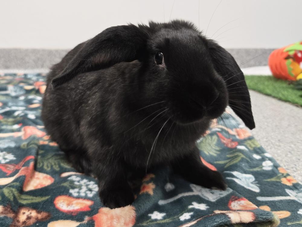 Enlarge Donatello, a Adoptable mixed breed in Westford, MA image 4/6