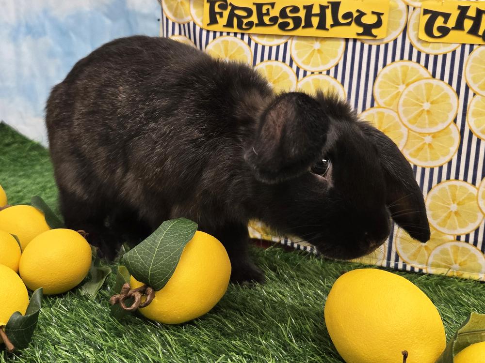 Enlarge Donatello, a Adoptable mixed breed in Westford, MA image 5/6