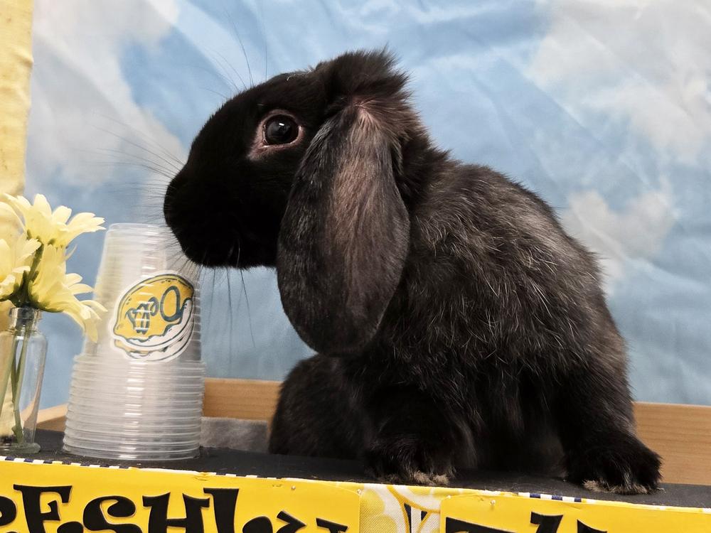 Enlarge Donatello, a Adoptable mixed breed in Westford, MA image 6/6