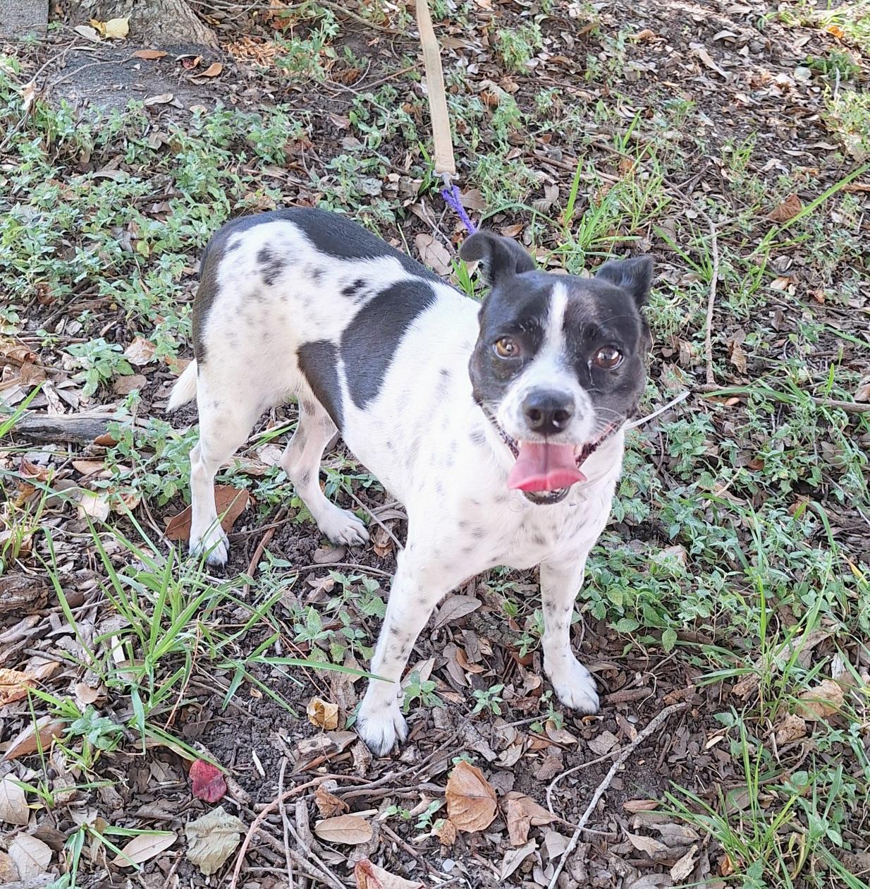Enlarge Hespera BR14584-T, an adoptable mixed breed in Burlington, WA image 2/5