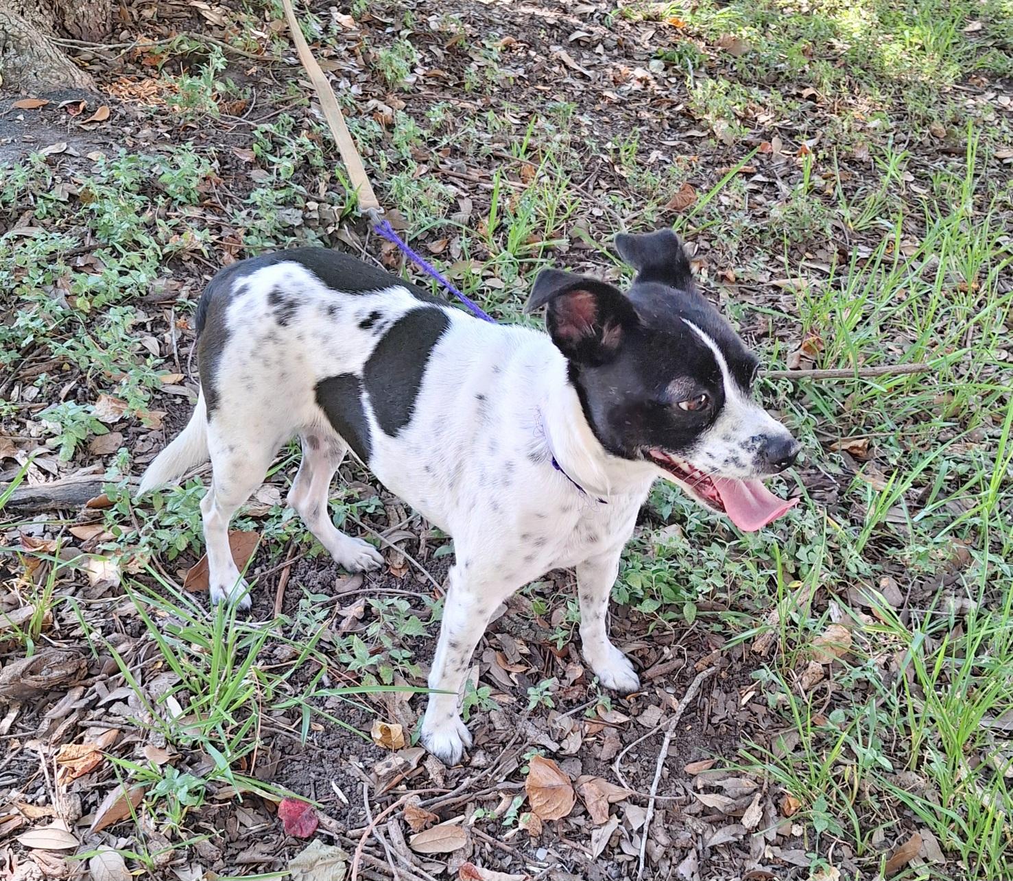Enlarge Hespera BR14584-T, an adoptable mixed breed in Burlington, WA image 3/5