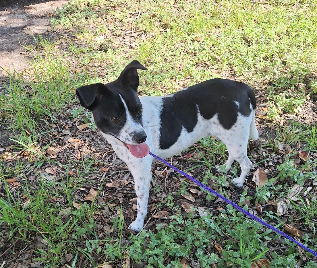 Hespera BR14584-T, adoptable, Adult Female Jack Russell Terrier.