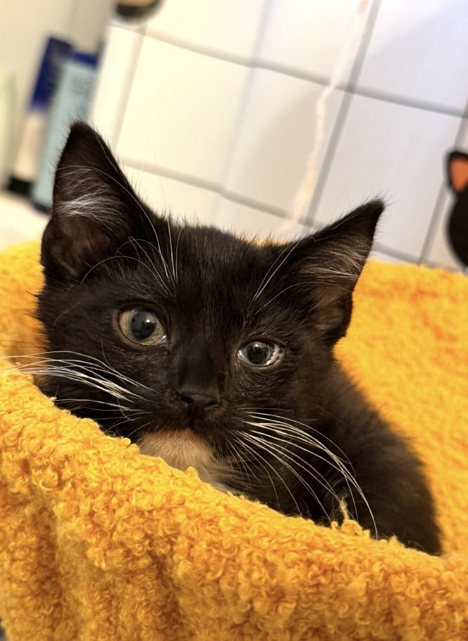Sammie, an adopted Domestic Short Hair in Elyria, OH image 2/2
