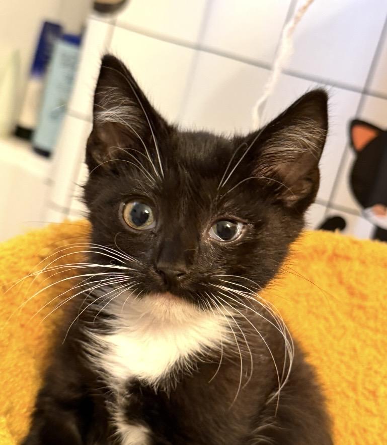 Sammie, adopted, Kitten Male Domestic Short Hair.