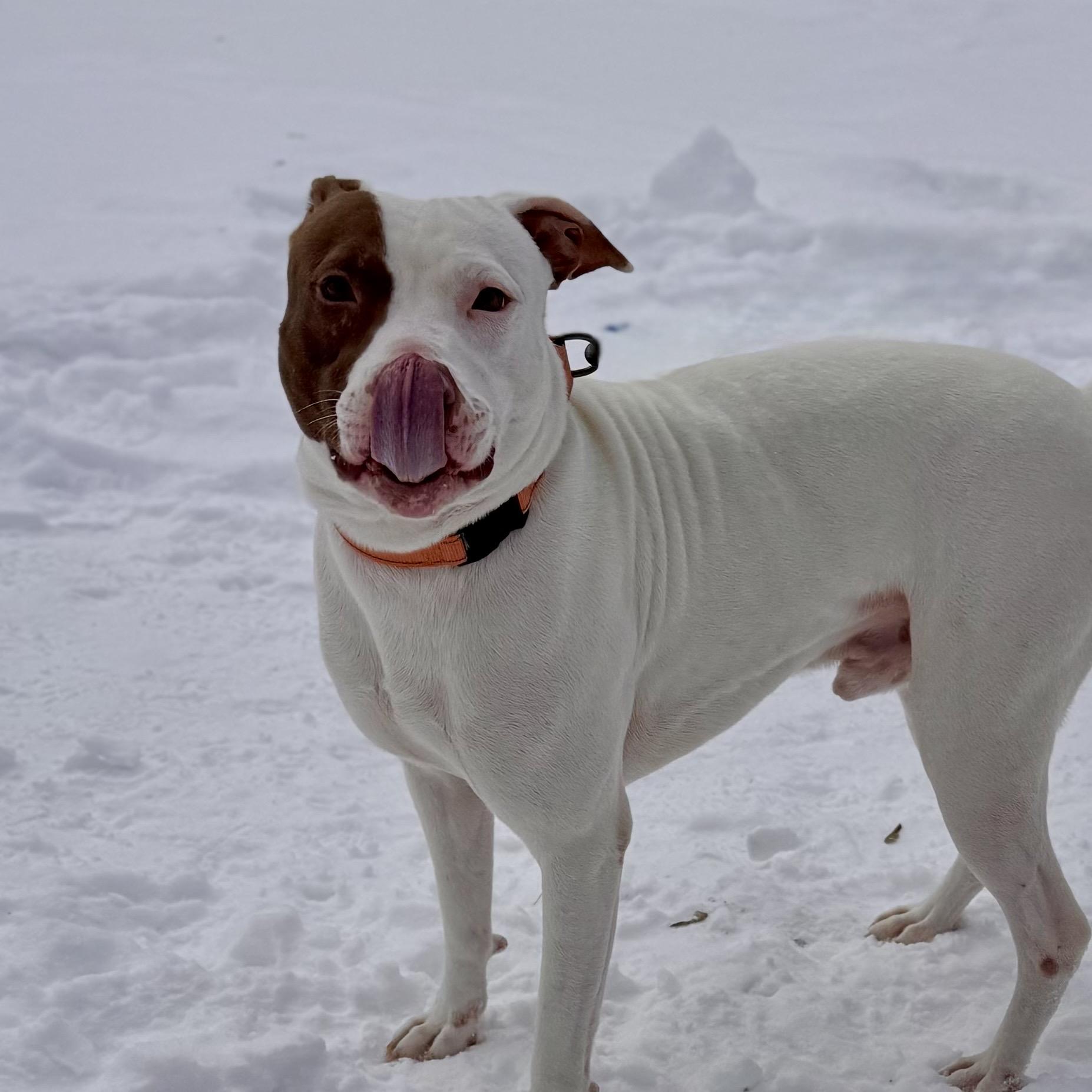 Tank, an adoptable Mixed Breed in Midland, MI, 48641 | Photo Image 2