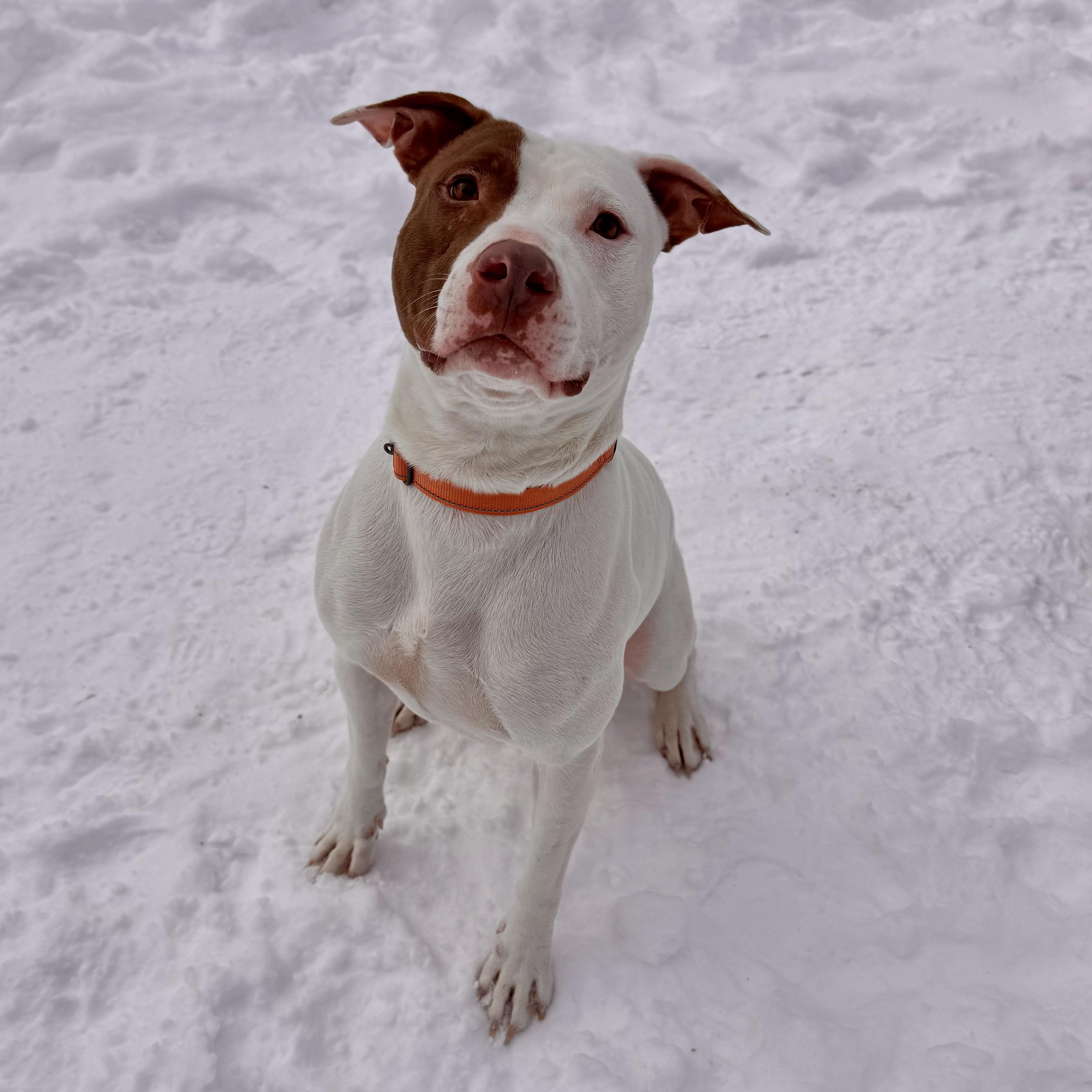 Tank, an adoptable Mixed Breed in Midland, MI, 48641 | Photo Image 4