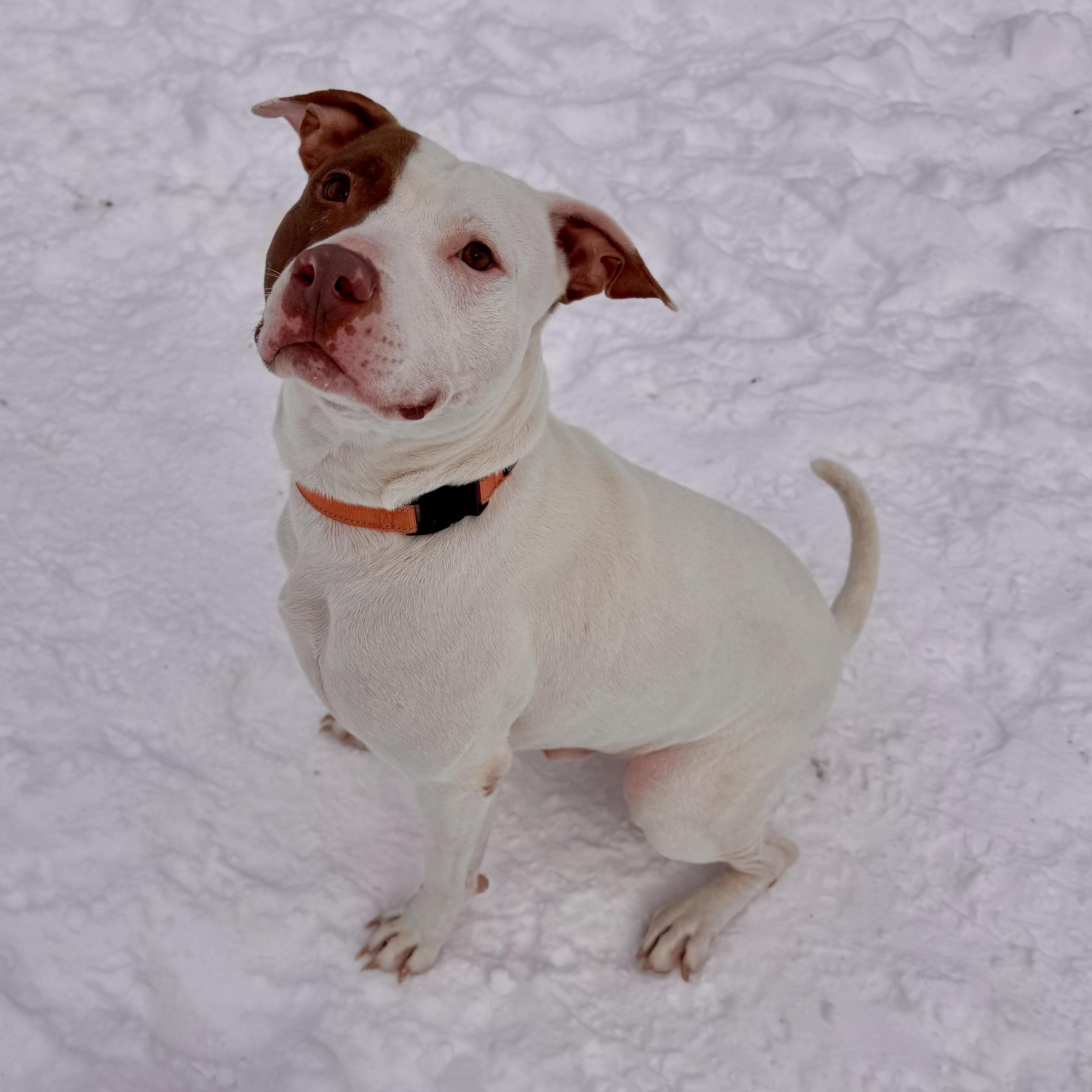 Tank, an adoptable Mixed Breed in Midland, MI, 48641 | Photo Image 6