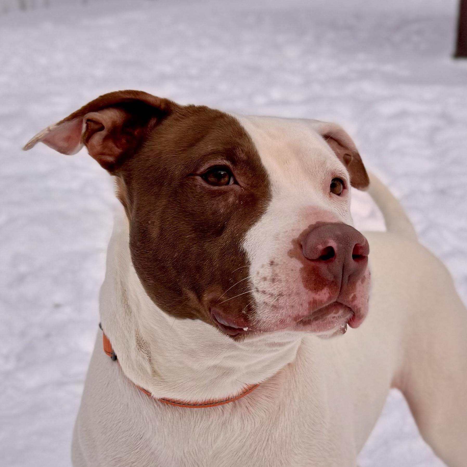 Tank, an adoptable Mixed Breed in Midland, MI, 48641 | Photo Image 1