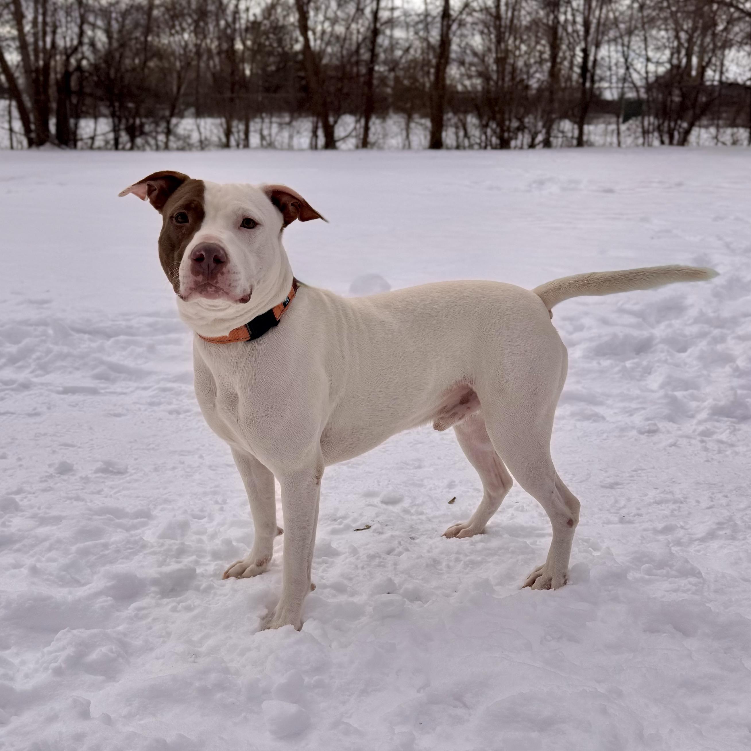 Tank, an adoptable Mixed Breed in Midland, MI, 48641 | Photo Image 3