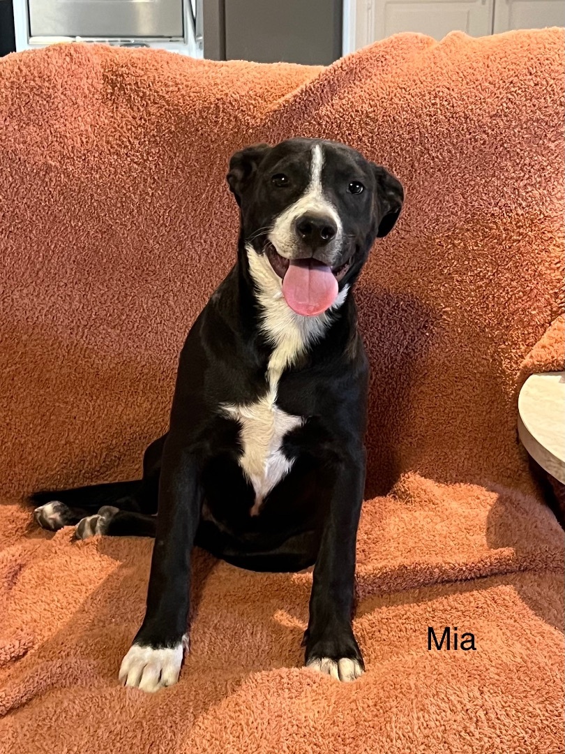 Mia, a Adoptable mixed breed in Snyder, TX image 2/3