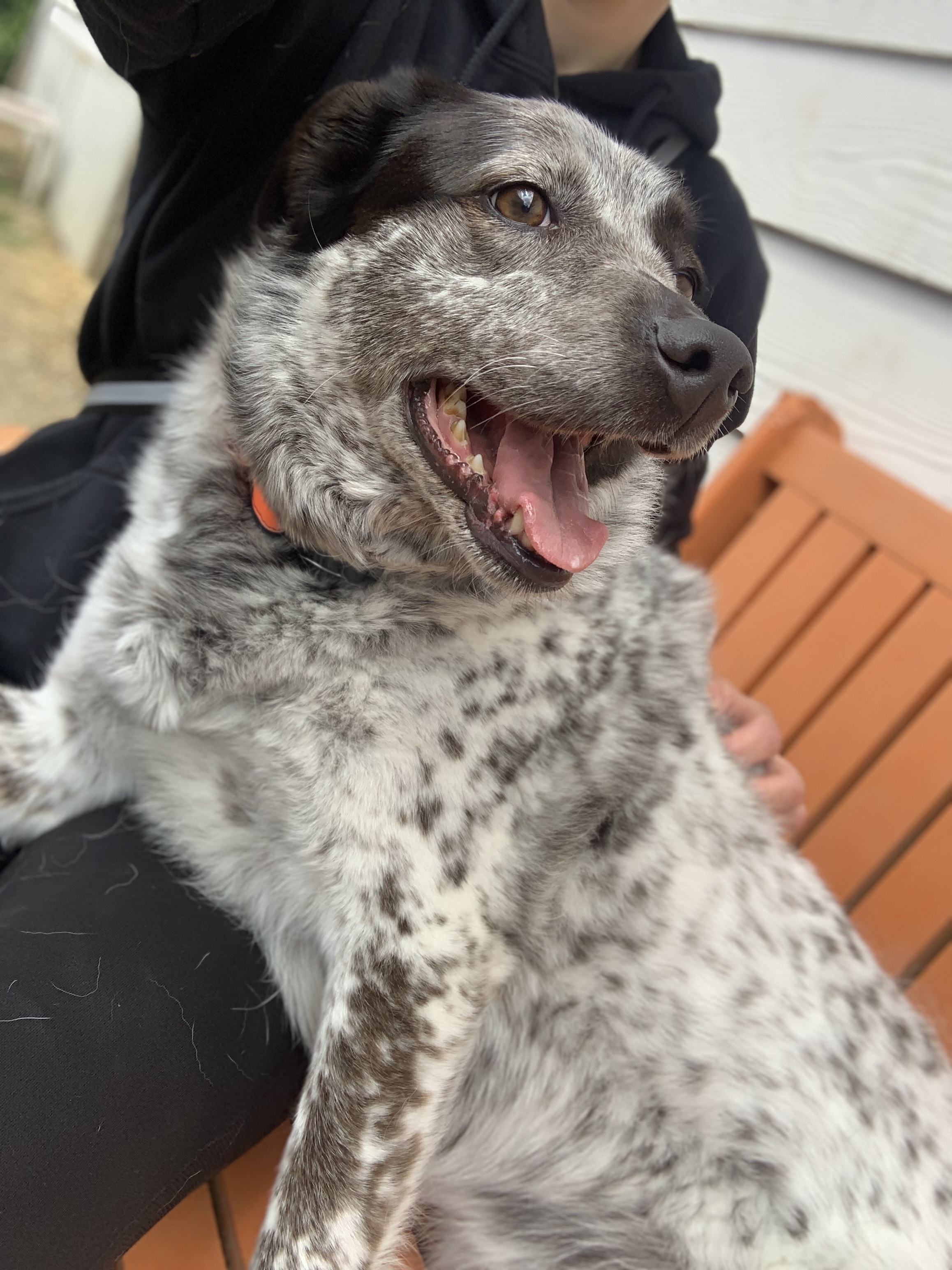 Enlarge Sundae, a Adoptable mixed breed in lynnwood , WA image 1/12