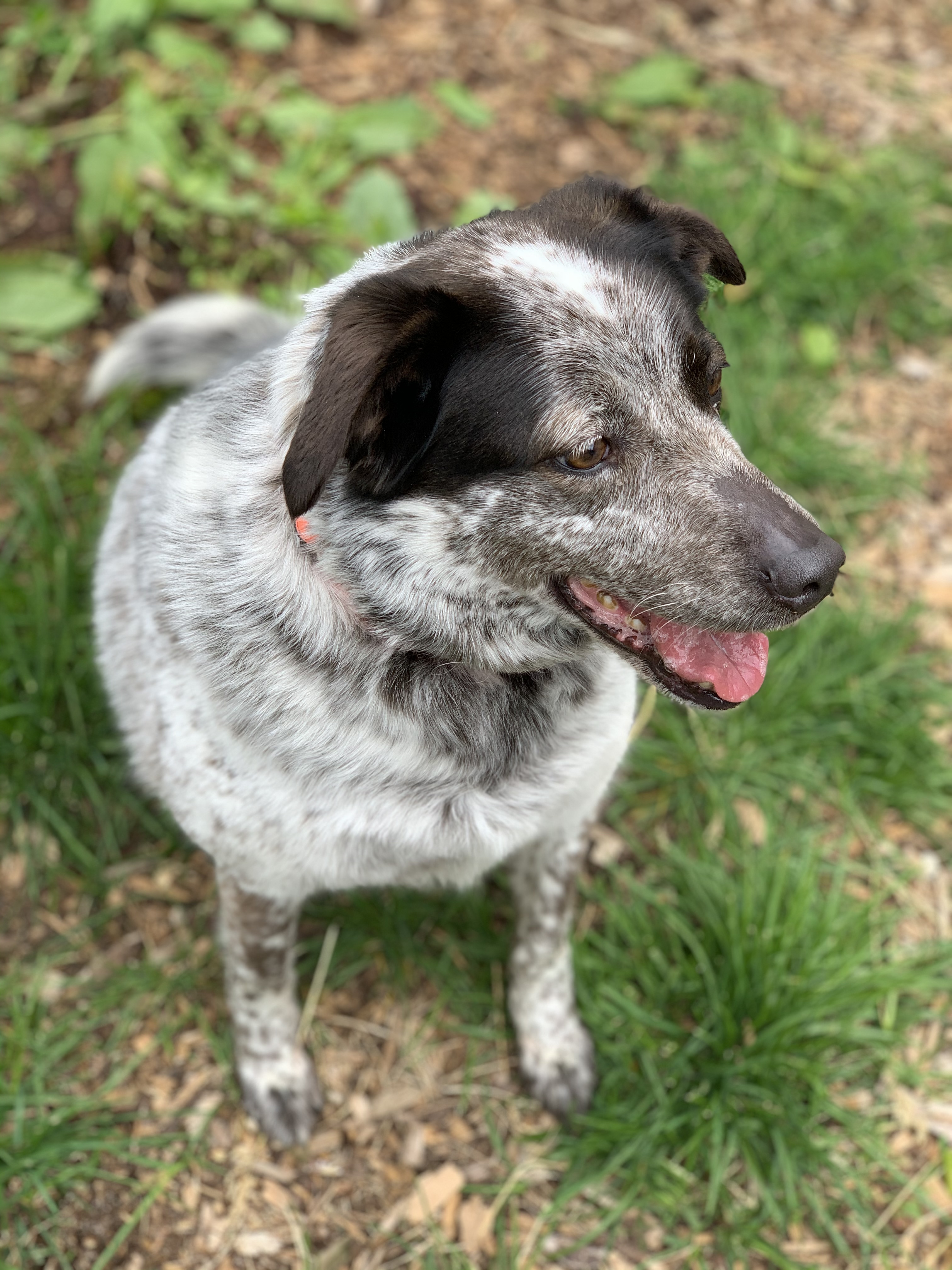 Enlarge Sundae, a Adoptable mixed breed in lynnwood , WA image 2/12