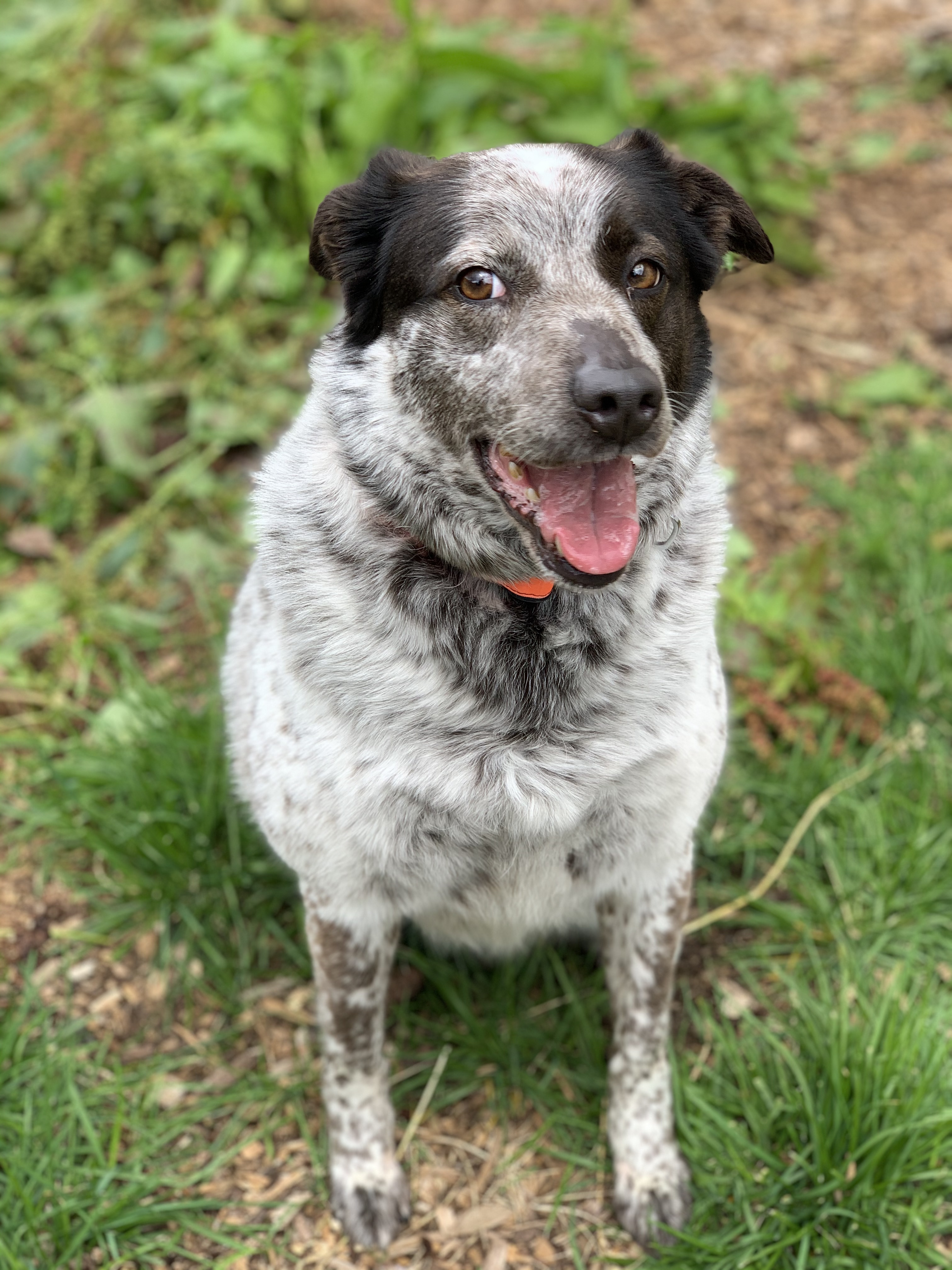 Enlarge Sundae, a Adoptable mixed breed in lynnwood , WA image 3/12