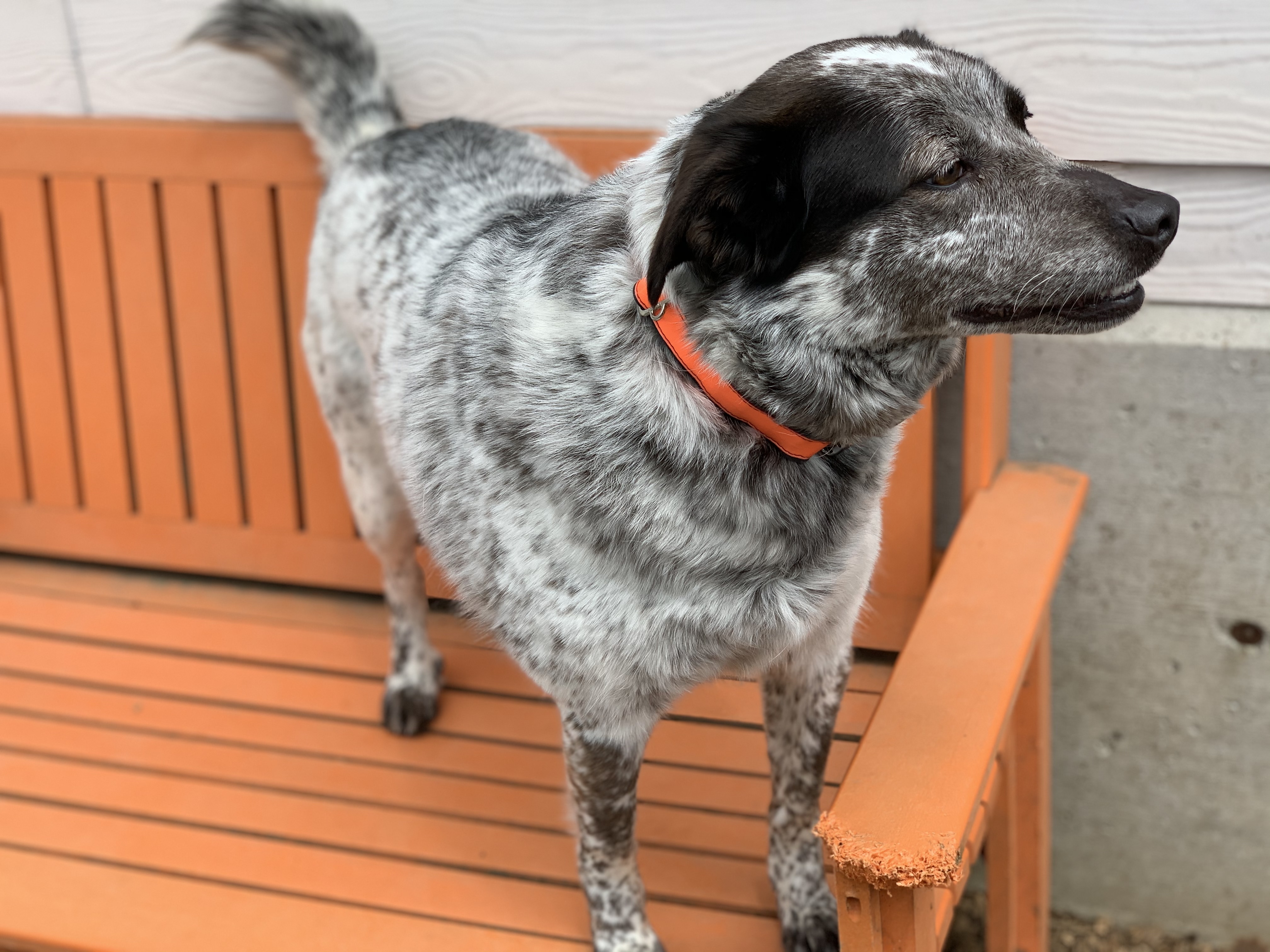 Enlarge Sundae, a Adoptable mixed breed in lynnwood , WA image 4/12