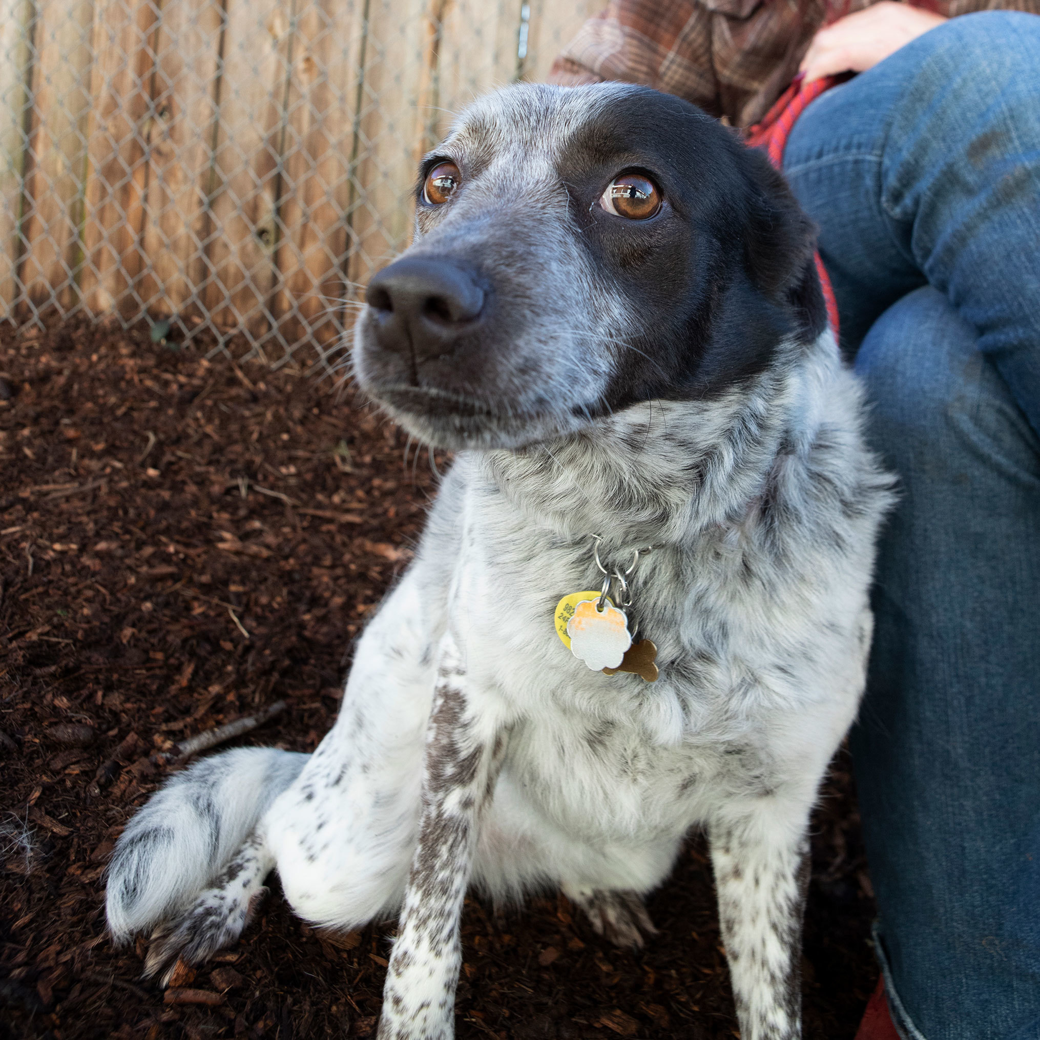 Enlarge Sundae, a Adoptable mixed breed in lynnwood , WA image 5/12