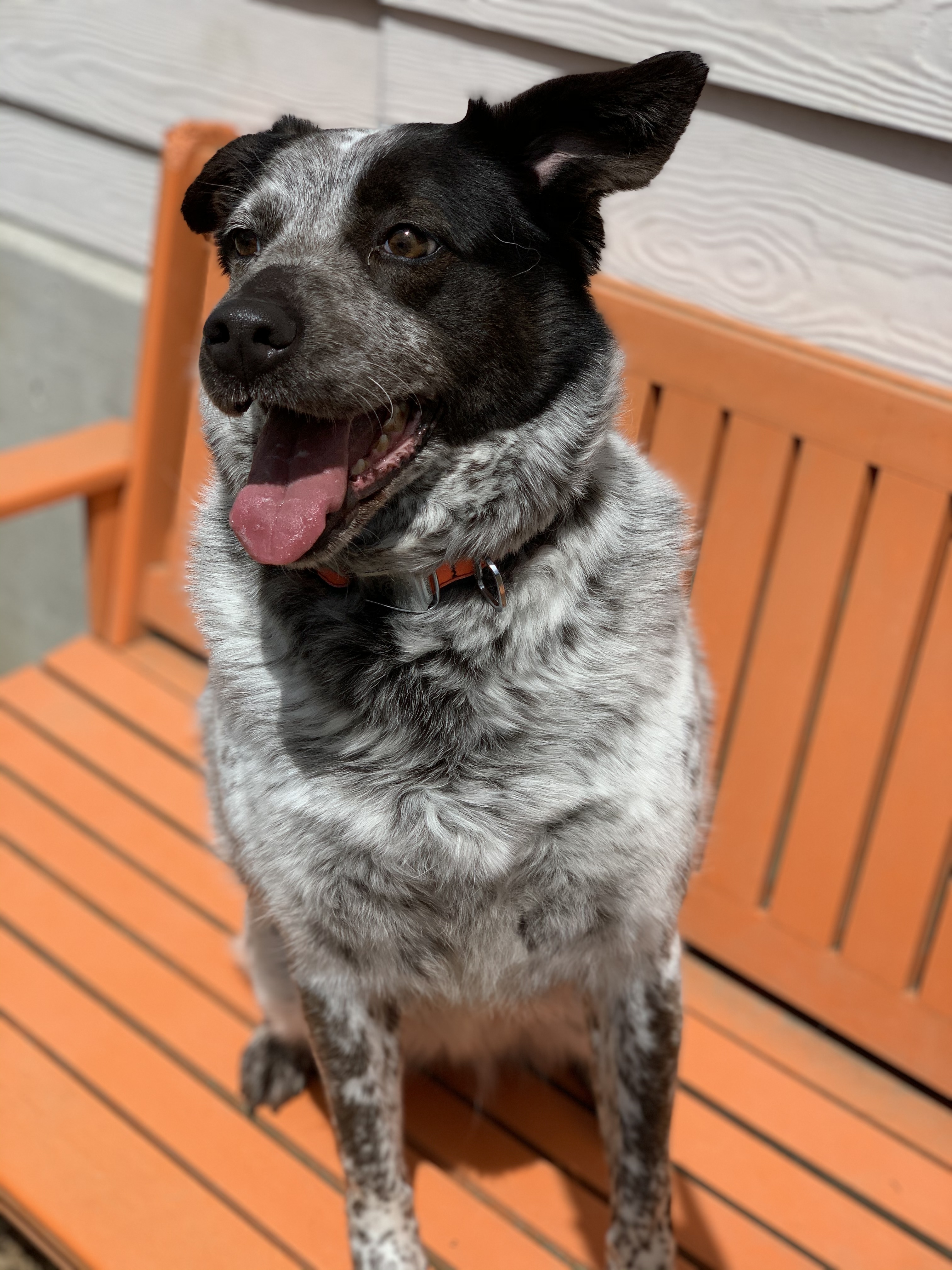 Enlarge Sundae, a Adoptable mixed breed in lynnwood , WA image 6/12