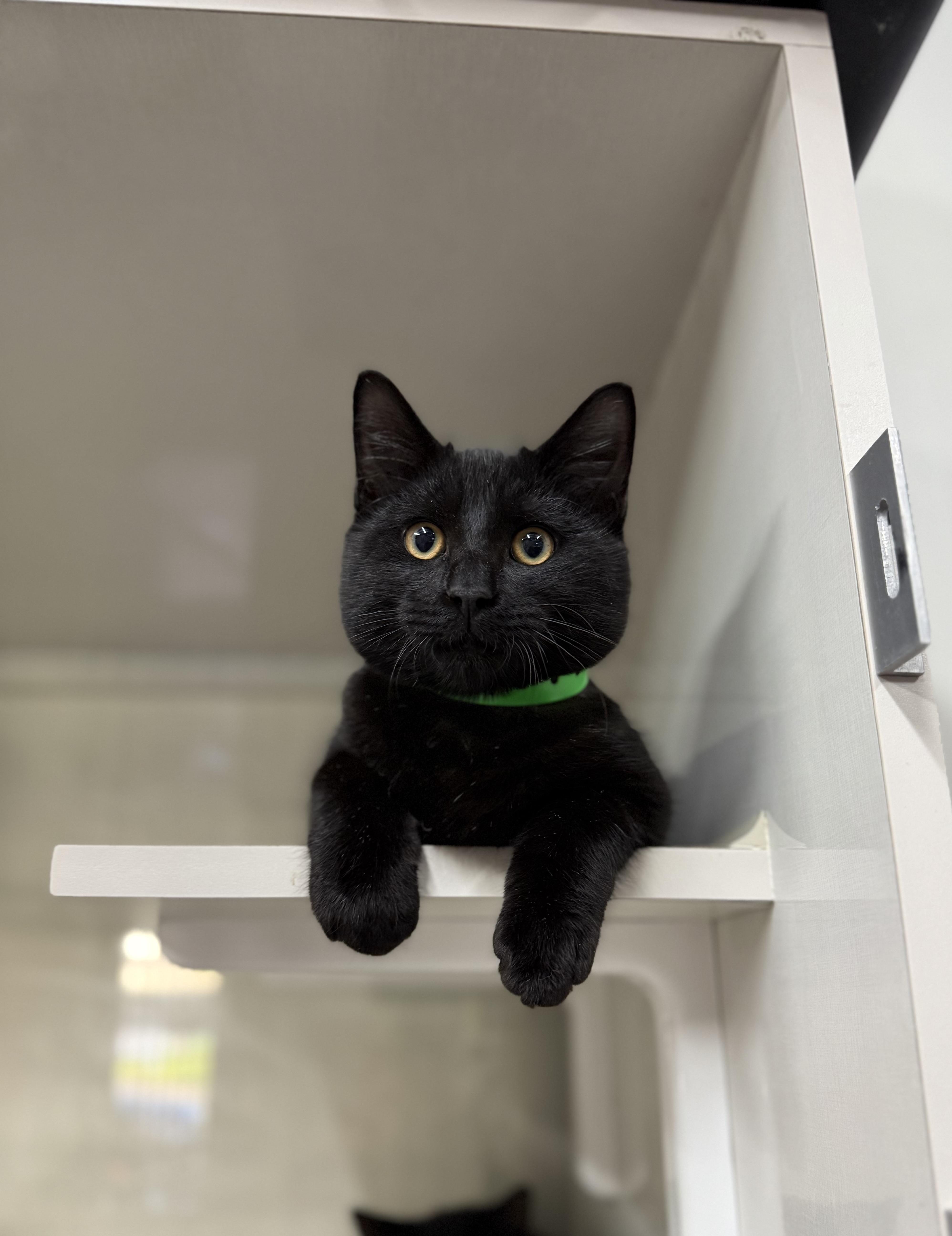 Enlarge Frick, a ADOPTABLE Domestic Short Hair in Tavares, FL image 2/2