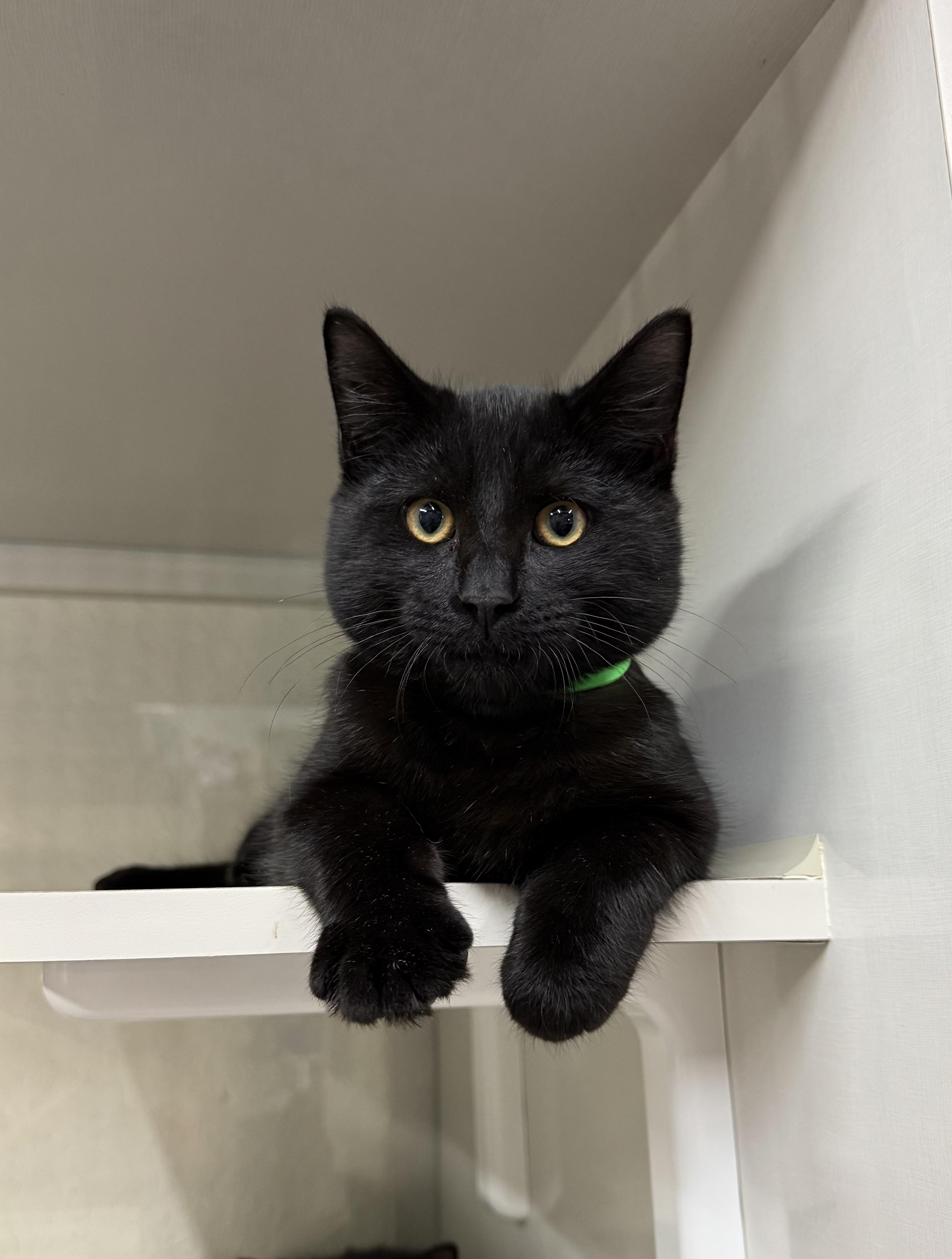 Frick, ADOPTABLE, Young Male Domestic Short Hair.