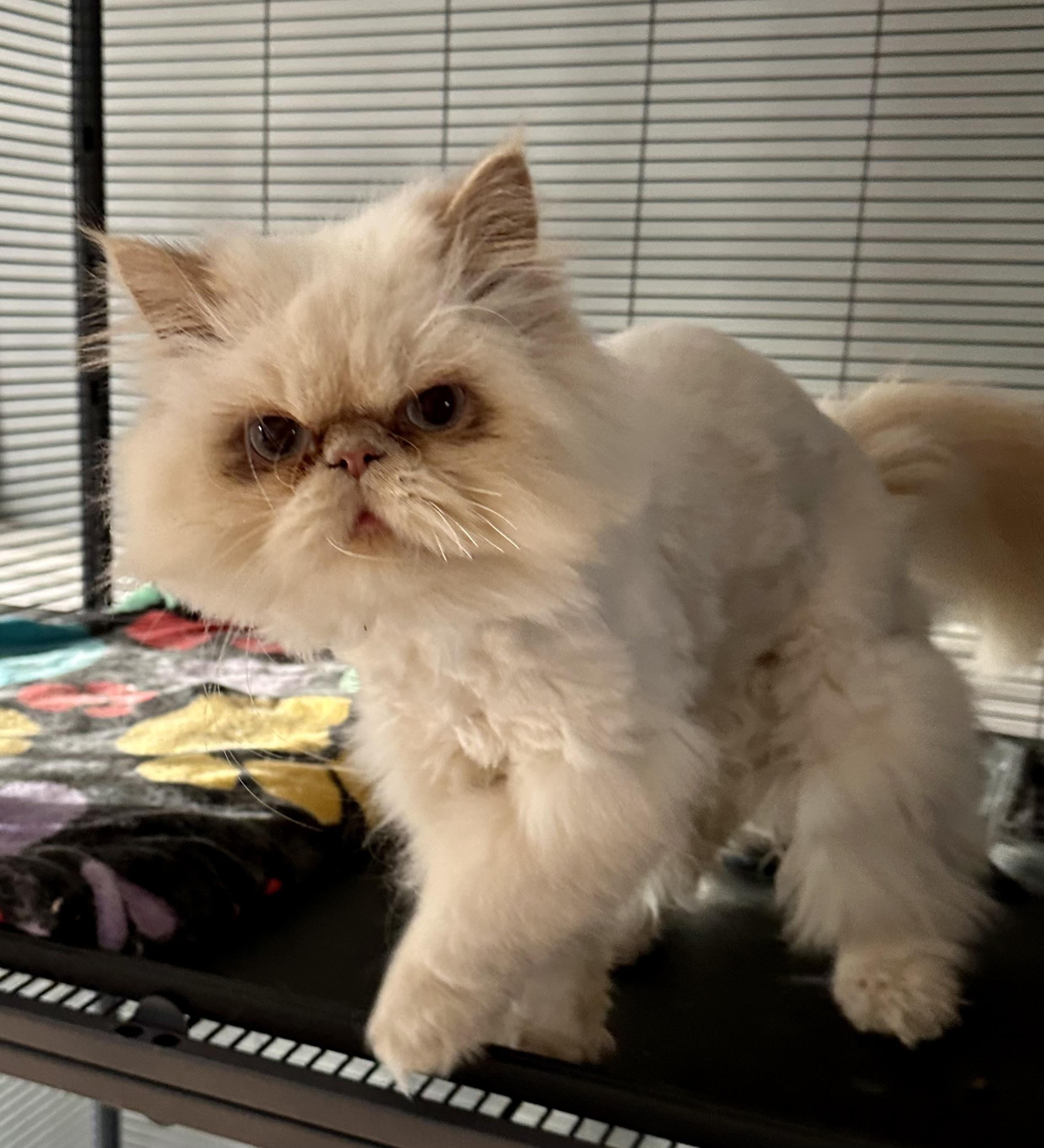 Enlarge Tiko!, a Adoptable mixed breed in Manalapan, NJ image 4/6