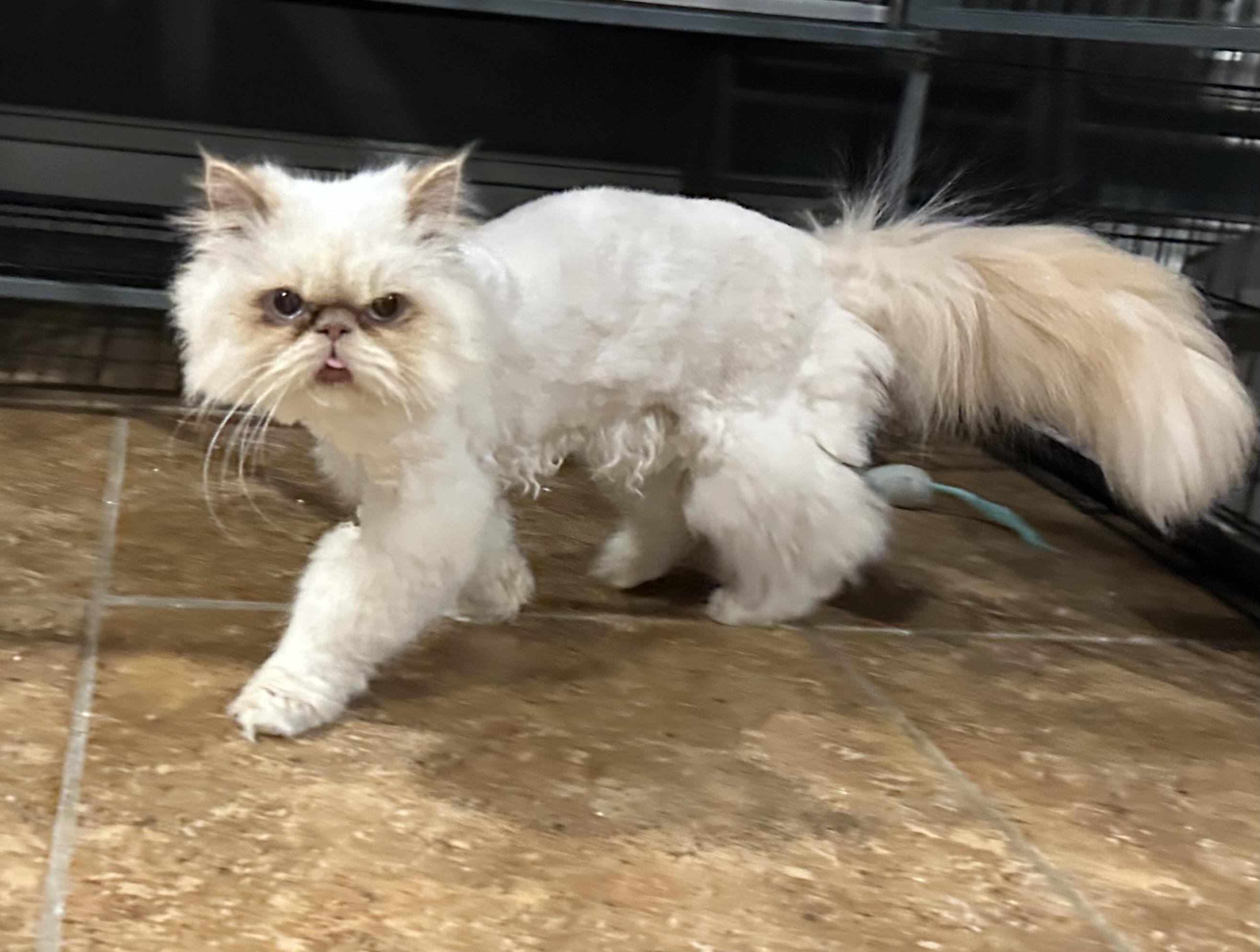 Enlarge Tiko!, a Adoptable mixed breed in Manalapan, NJ image 3/6