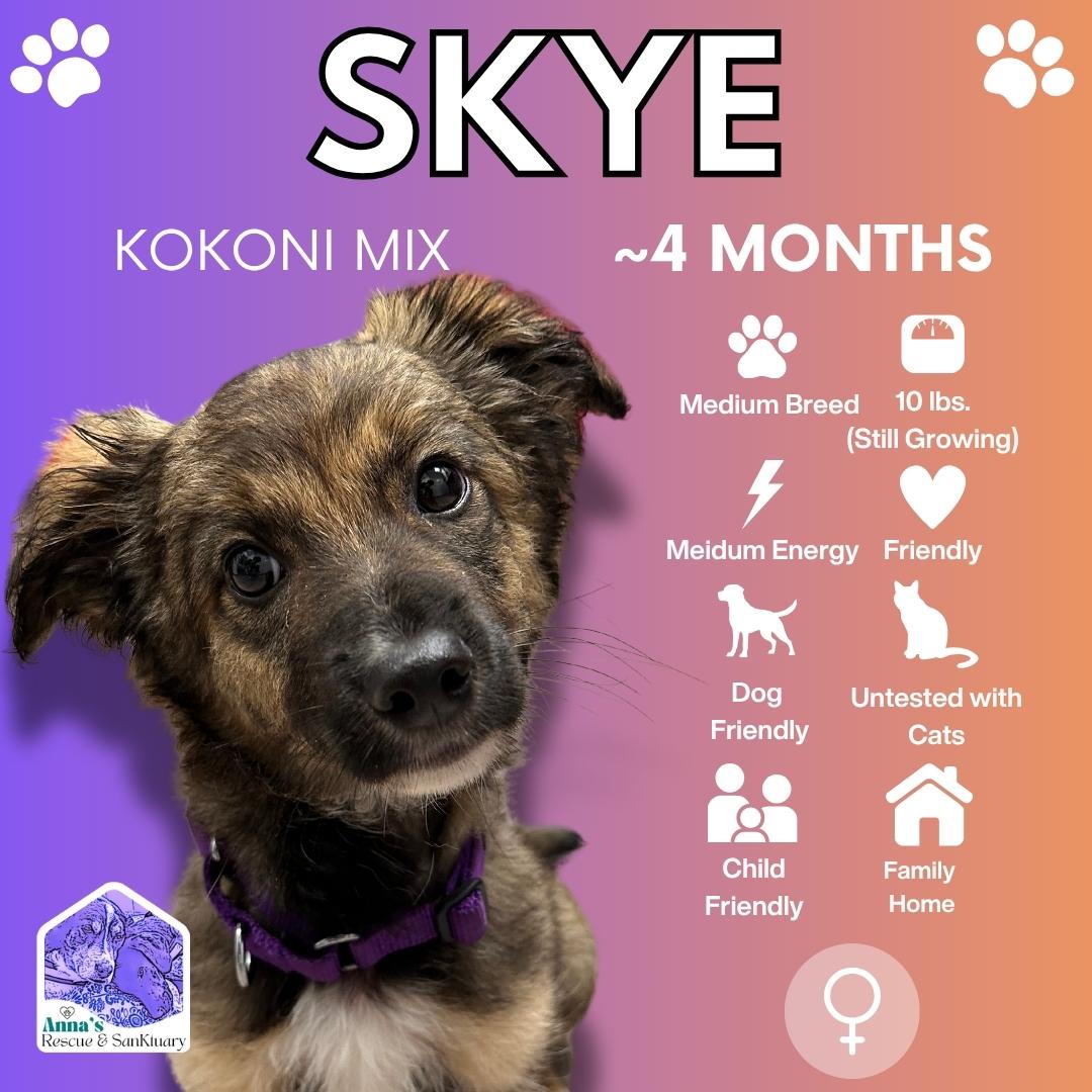 Skye, ADOPTABLE, Young Female Mixed Breed.