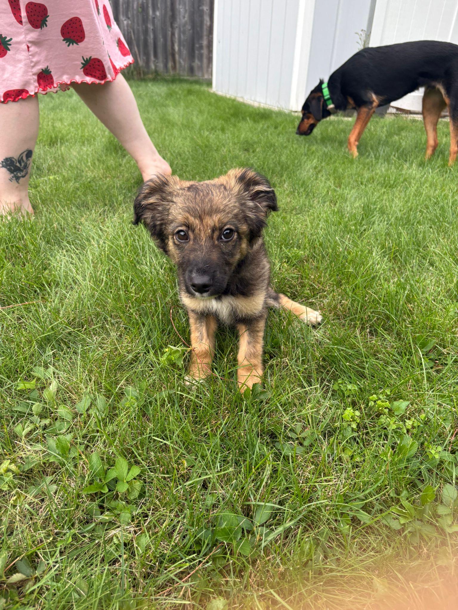Enlarge Skye, a ADOPTABLE mixed breed in Aurora, ON image 4/6