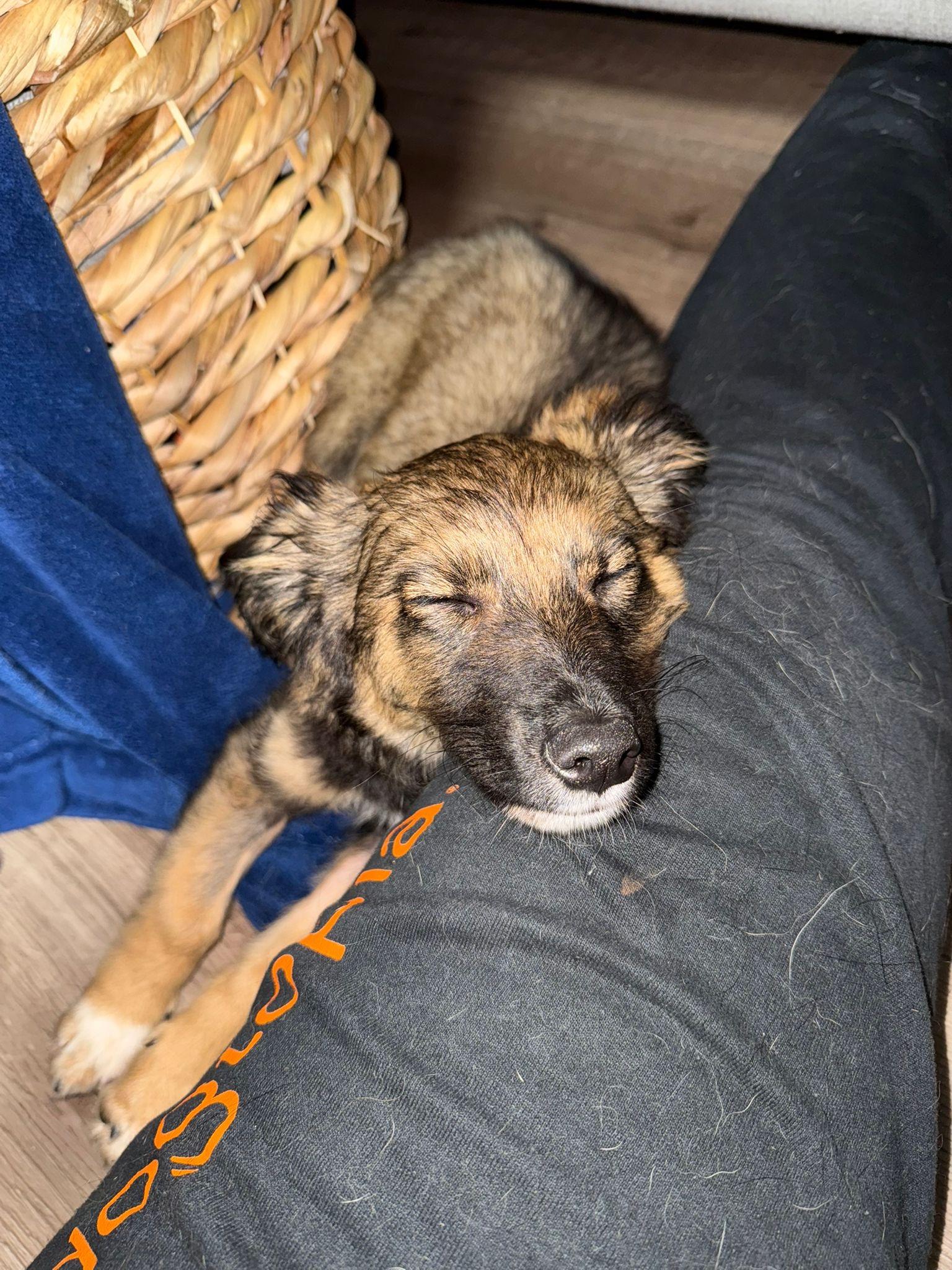 Enlarge Skye, a ADOPTABLE mixed breed in Aurora, ON image 2/6