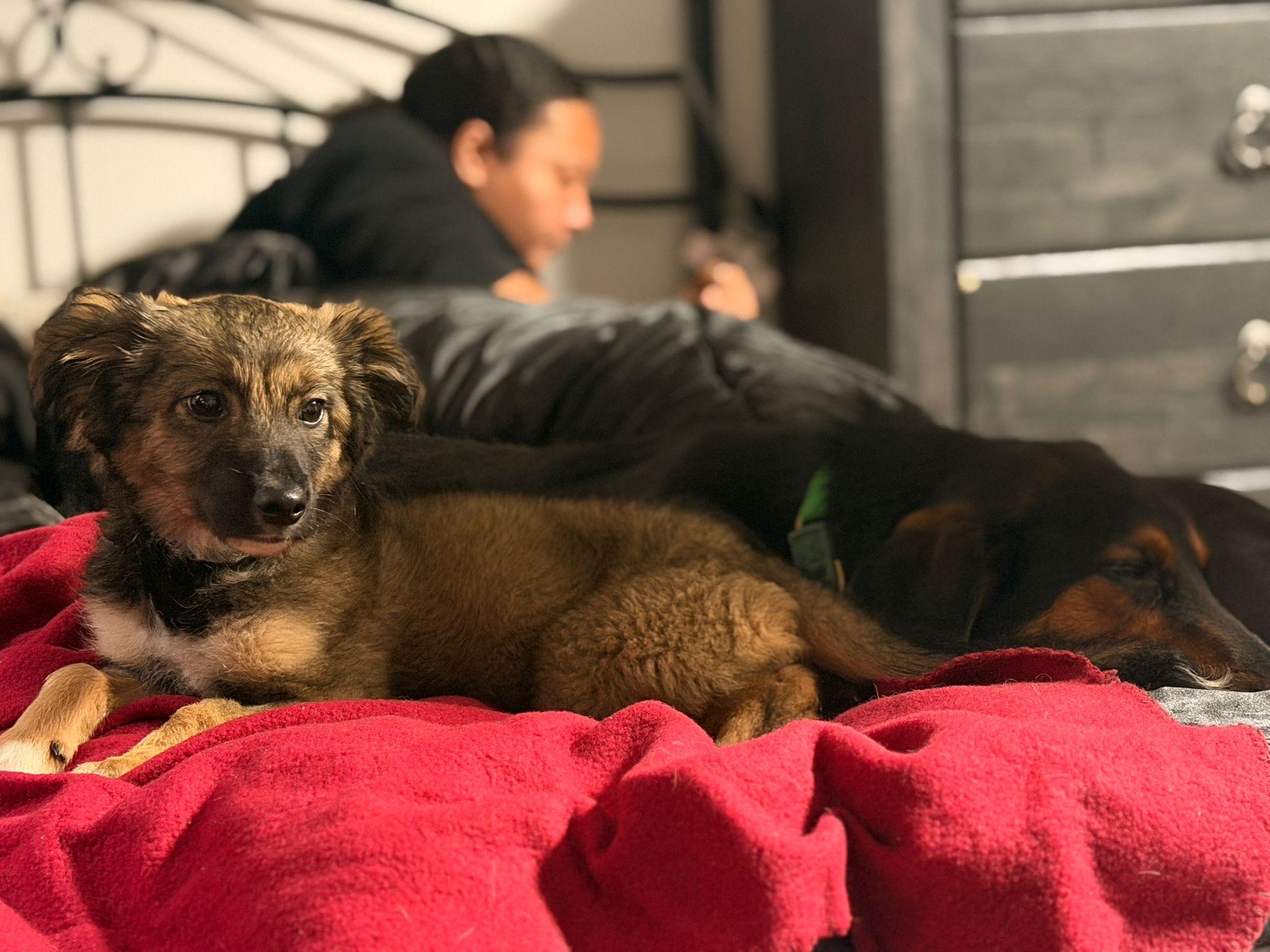 Enlarge Skye, a ADOPTABLE mixed breed in Aurora, ON image 6/6