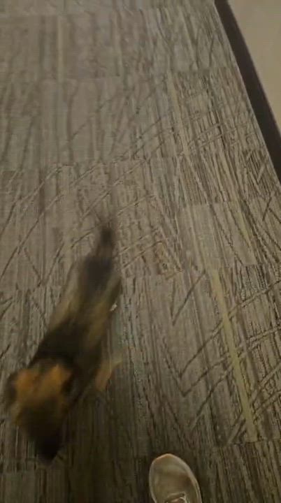 Enlarge Skye, a ADOPTABLE mixed breed in Aurora, ON video 5/6