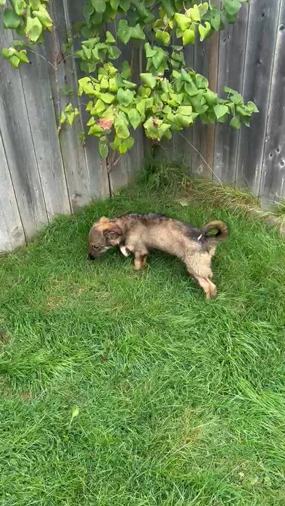 Enlarge Skye, a ADOPTABLE mixed breed in Aurora, ON video 3/6