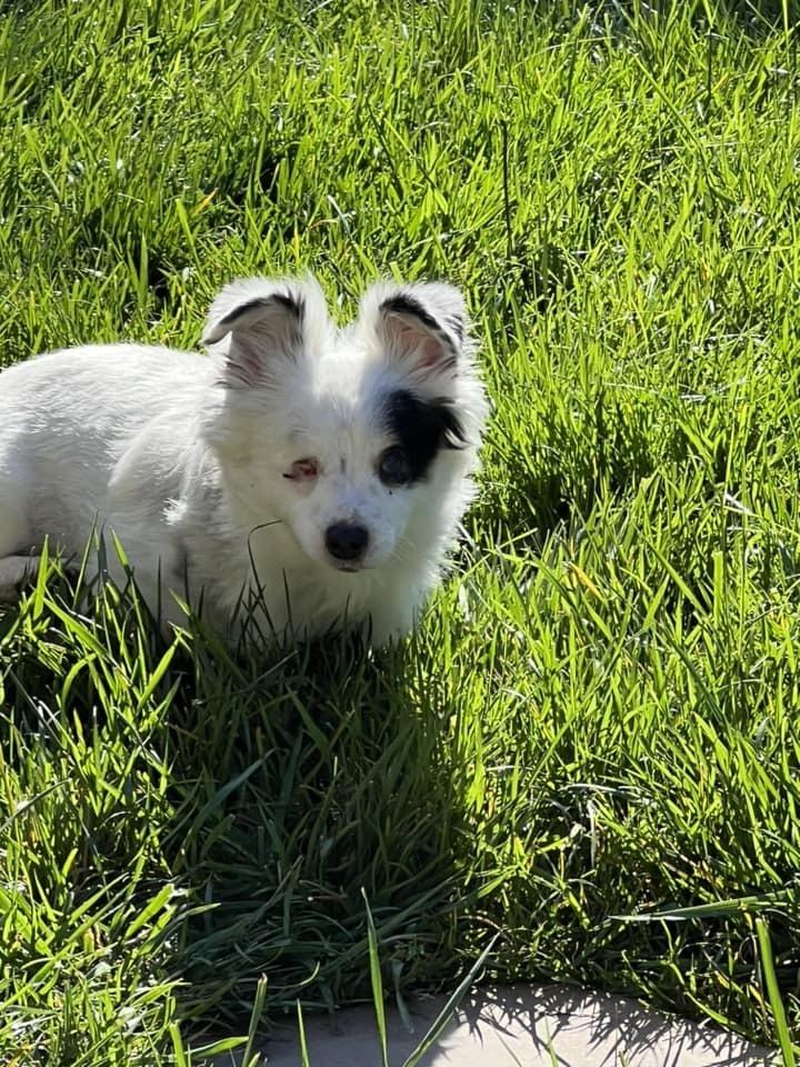 Daisy, Adoptable, Adult Female Corgi.