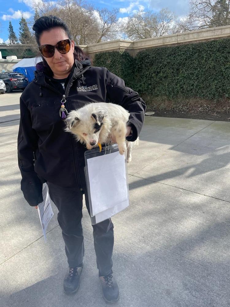 Enlarge Daisy, a Adoptable mixed breed in Claremont, CA image 2/6