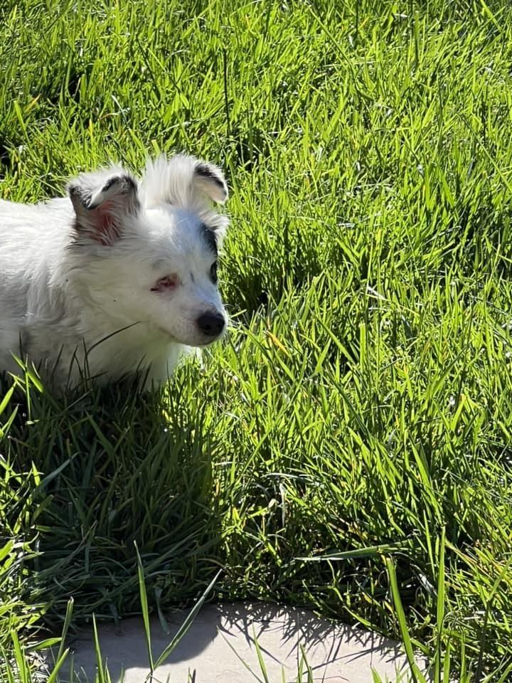 Enlarge Daisy, a Adoptable mixed breed in Claremont, CA image 3/6