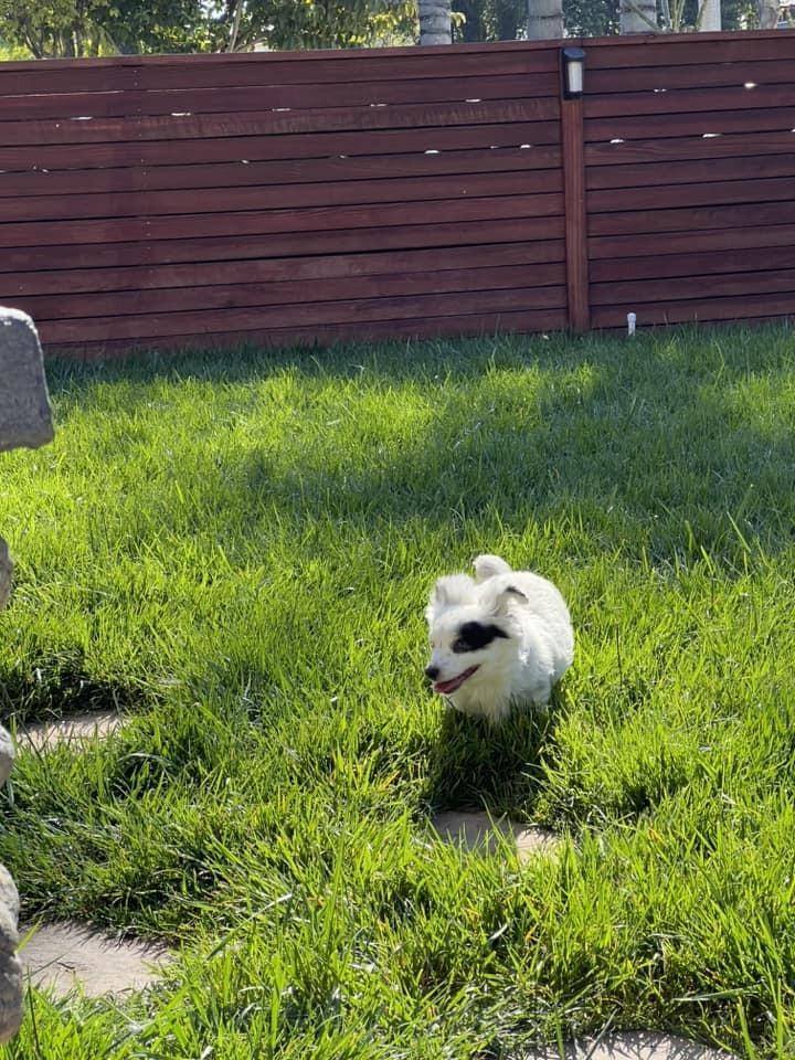 Enlarge Daisy, a Adoptable mixed breed in Claremont, CA image 4/6
