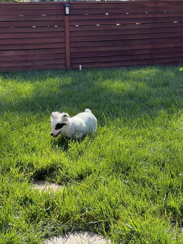 Enlarge Daisy, a Adoptable mixed breed in Claremont, CA image 5/6