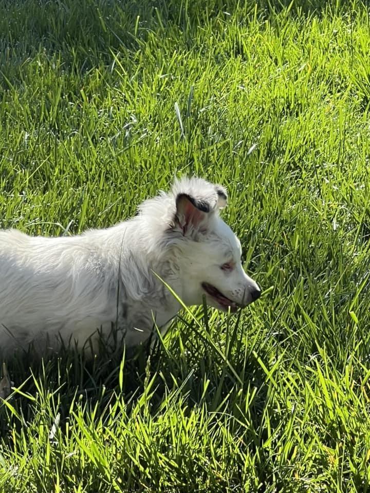 Enlarge Daisy, a Adoptable mixed breed in Claremont, CA image 6/6