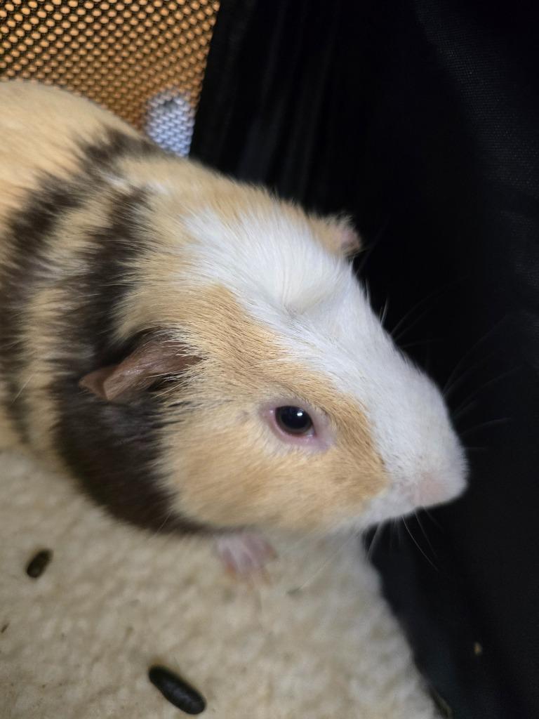 Enlarge Gallo, a Adoptable Guinea Pig in Cincinnati, OH image 1/1