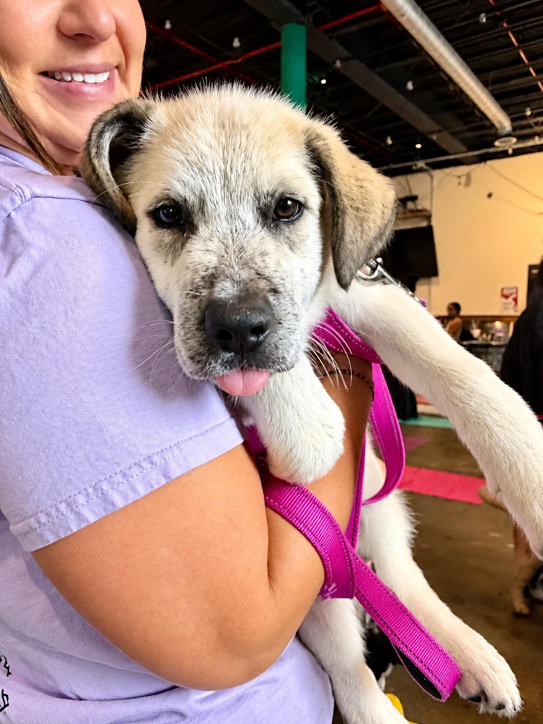 Edward, Adopted, Puppy Male Great Pyrenees.