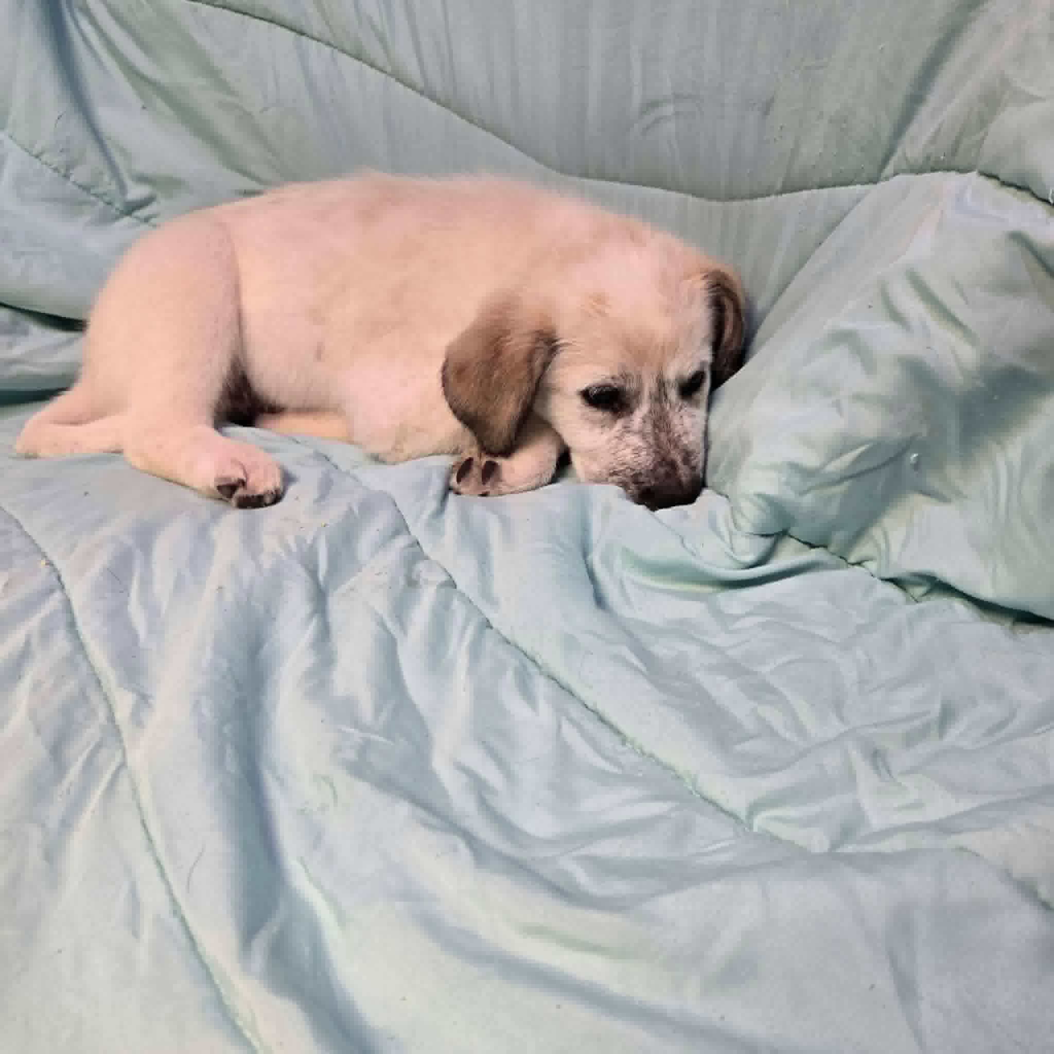 Enlarge Edward, a Adopted mixed breed in Uxbridge, MA image 2/2
