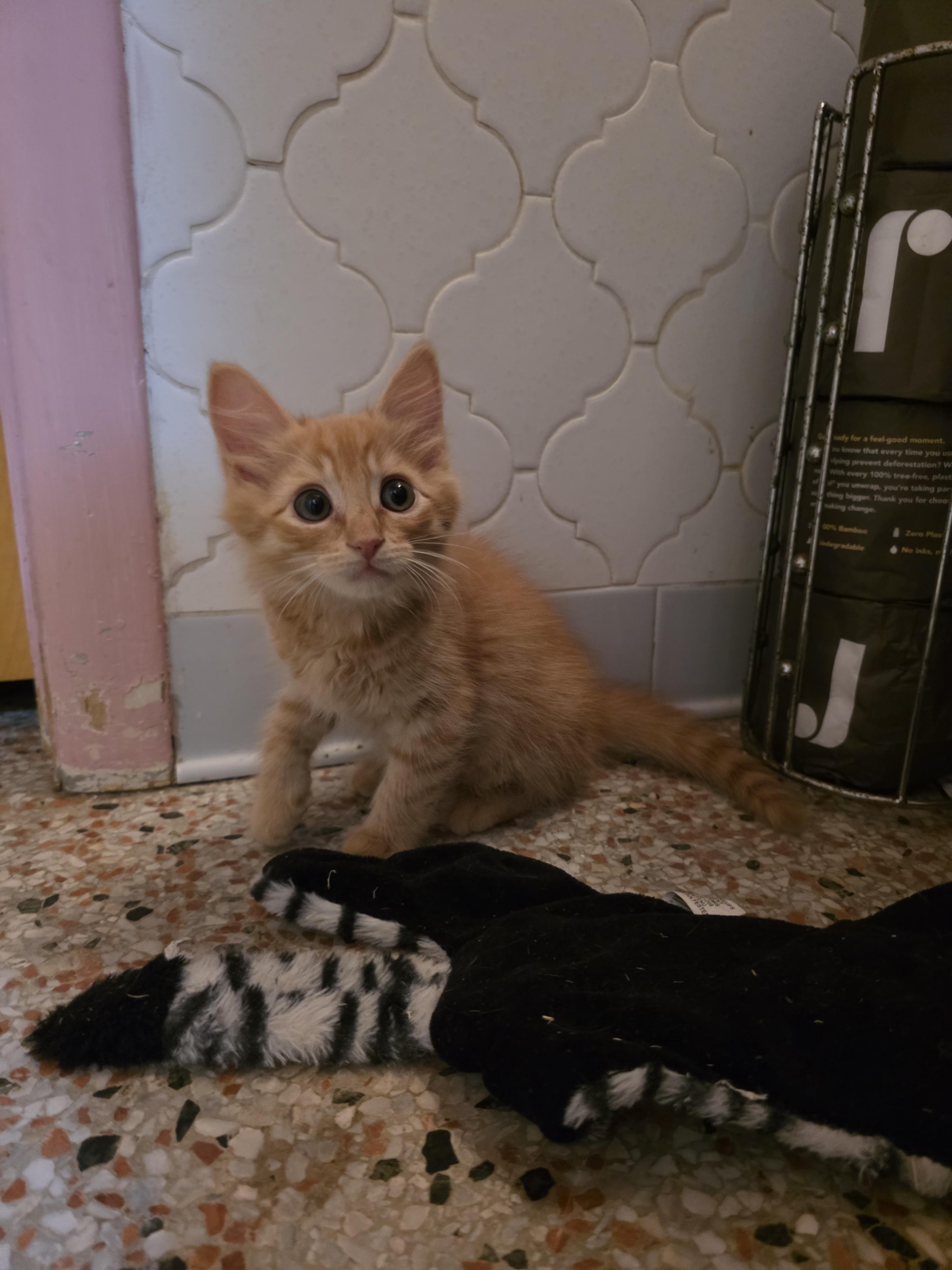 Jerry, an adopted Domestic Medium Hair in Maitland, FL image 2/3