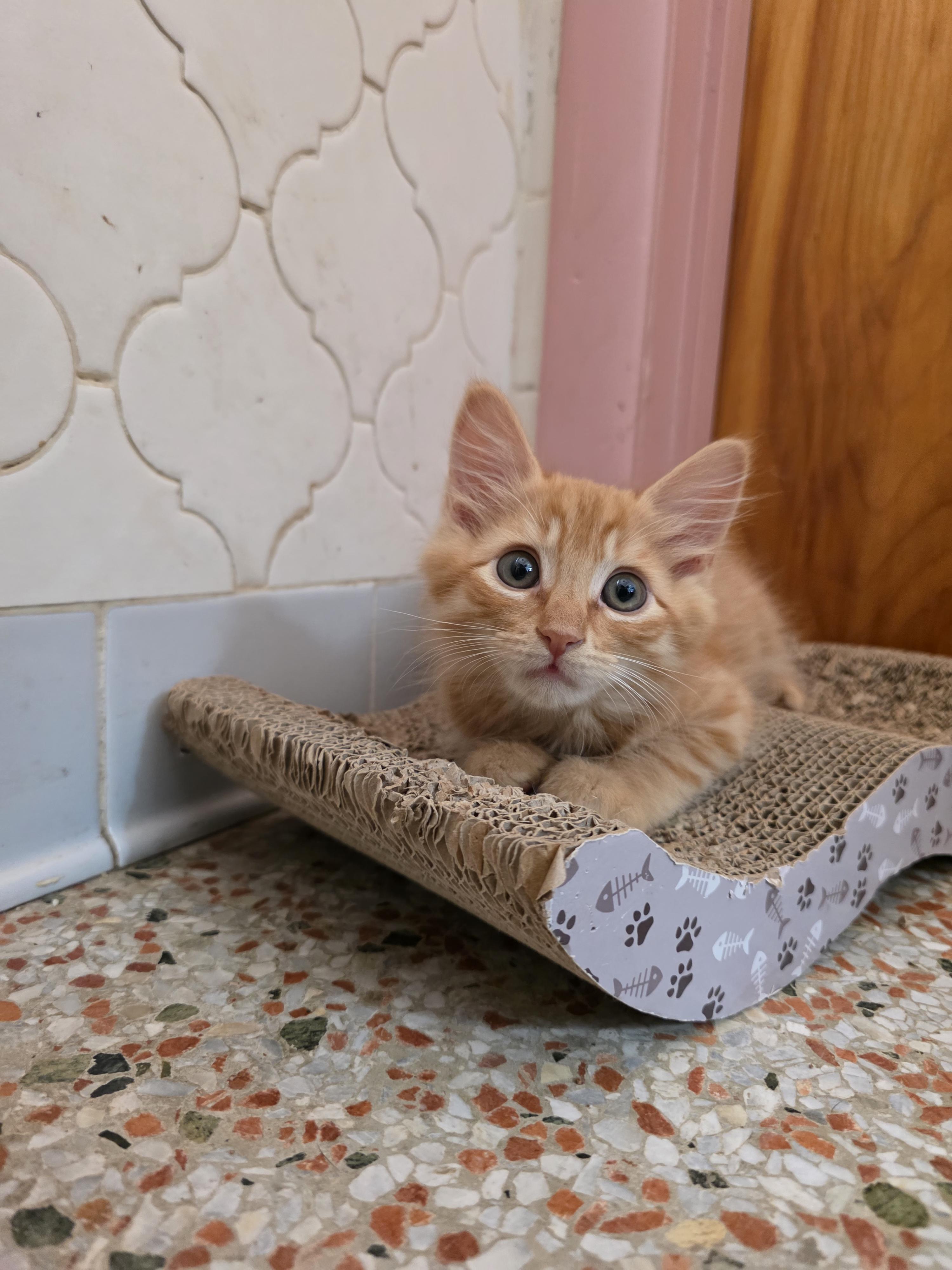 Jerry, an adopted Domestic Medium Hair in Maitland, FL image 3/3