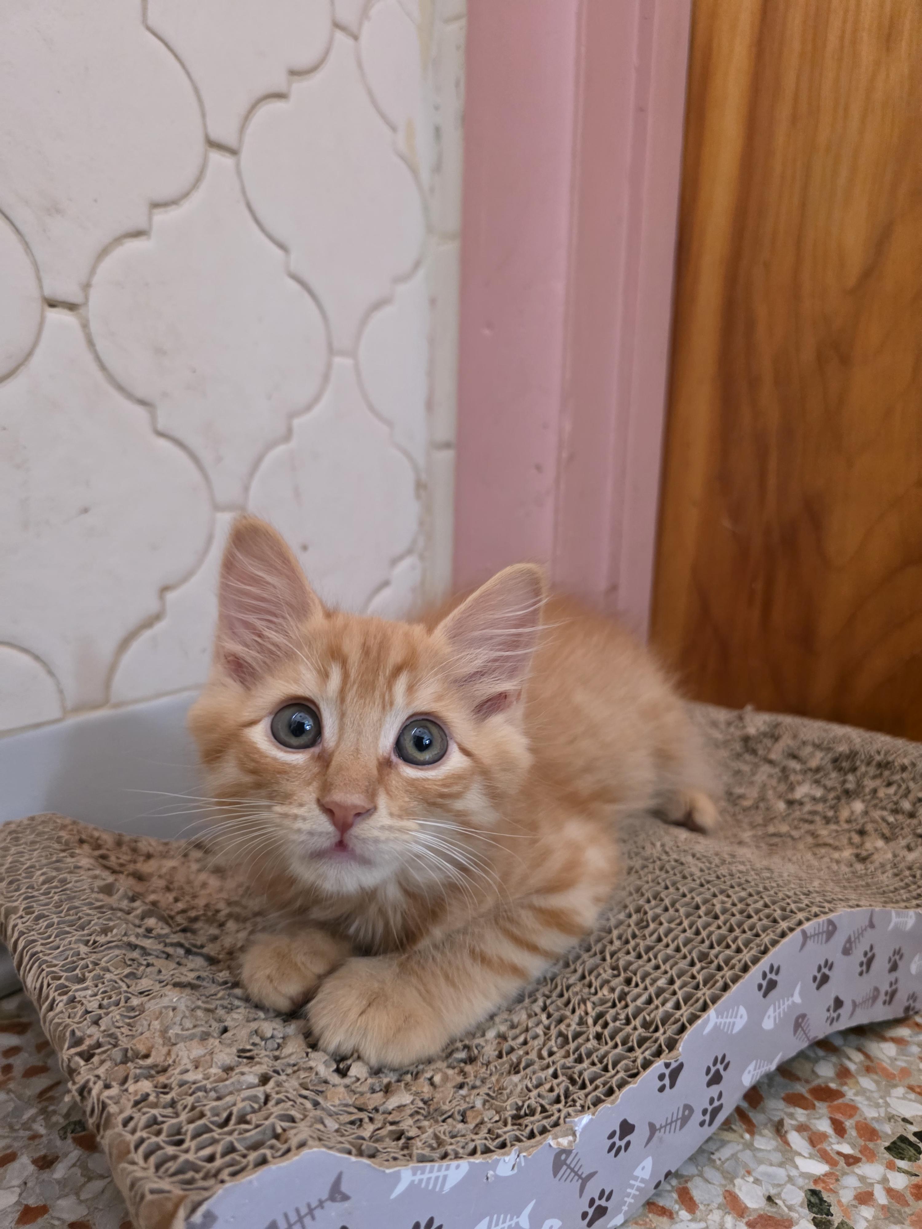 Jerry, adopted, Kitten Male Domestic Medium Hair.