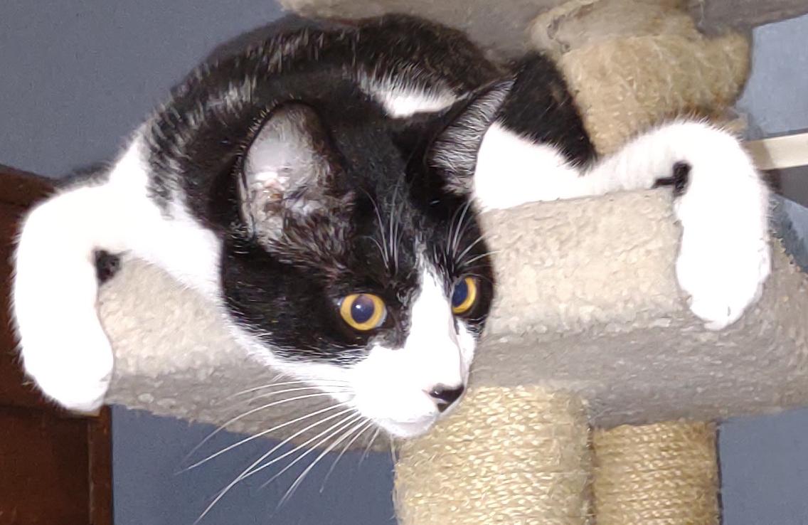 A Cat Named Booger aka Mr. Personality, Adoptable, Adult Male Tuxedo.