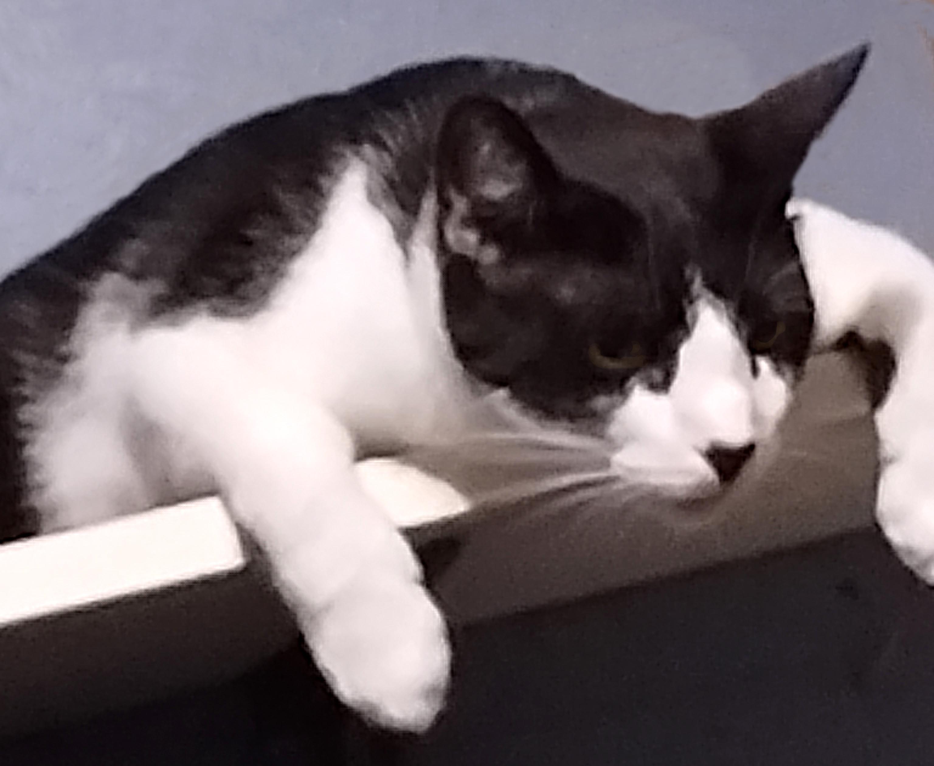 A Cat Named Billy aka Mr. Personality, Adoptable, Adult Male Tuxedo.